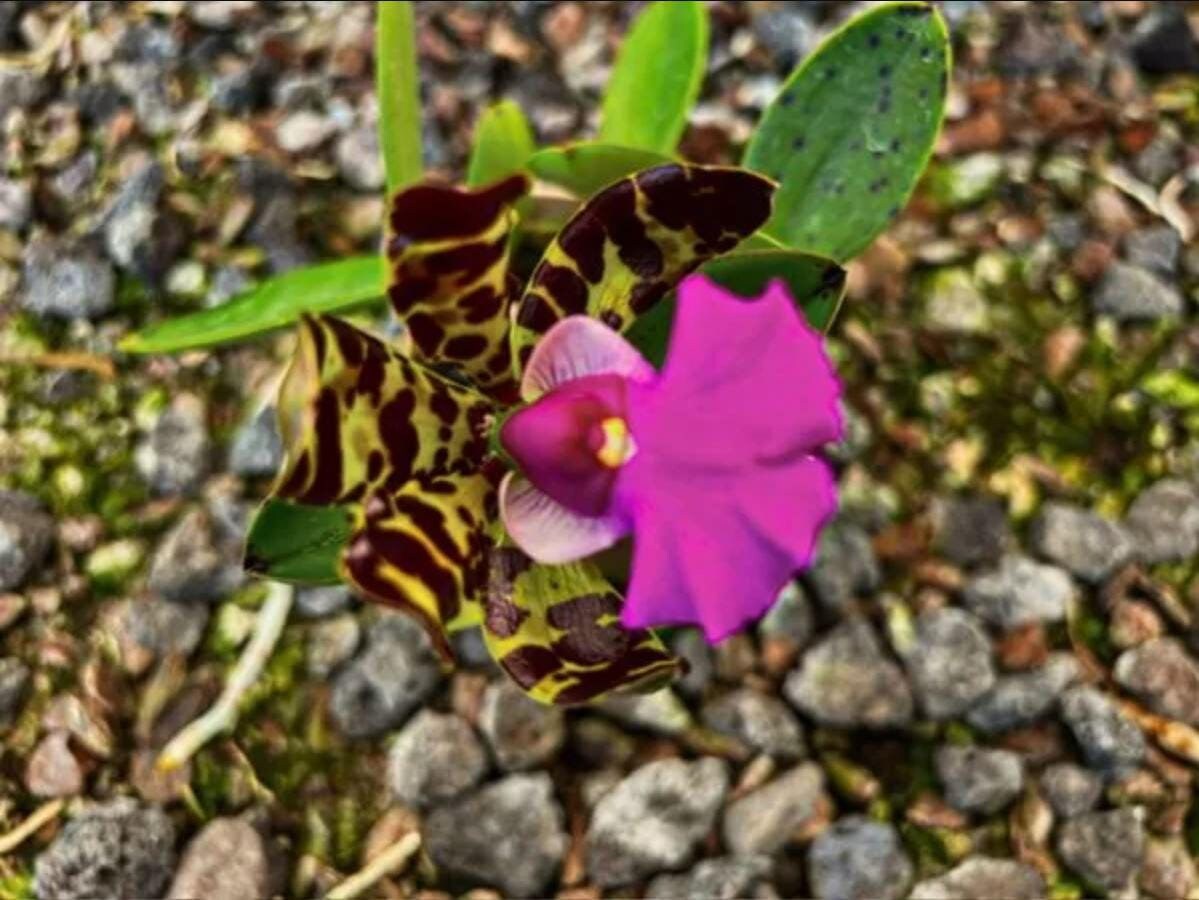 Fragrant Mottled Leaf Cattleya aclandiae