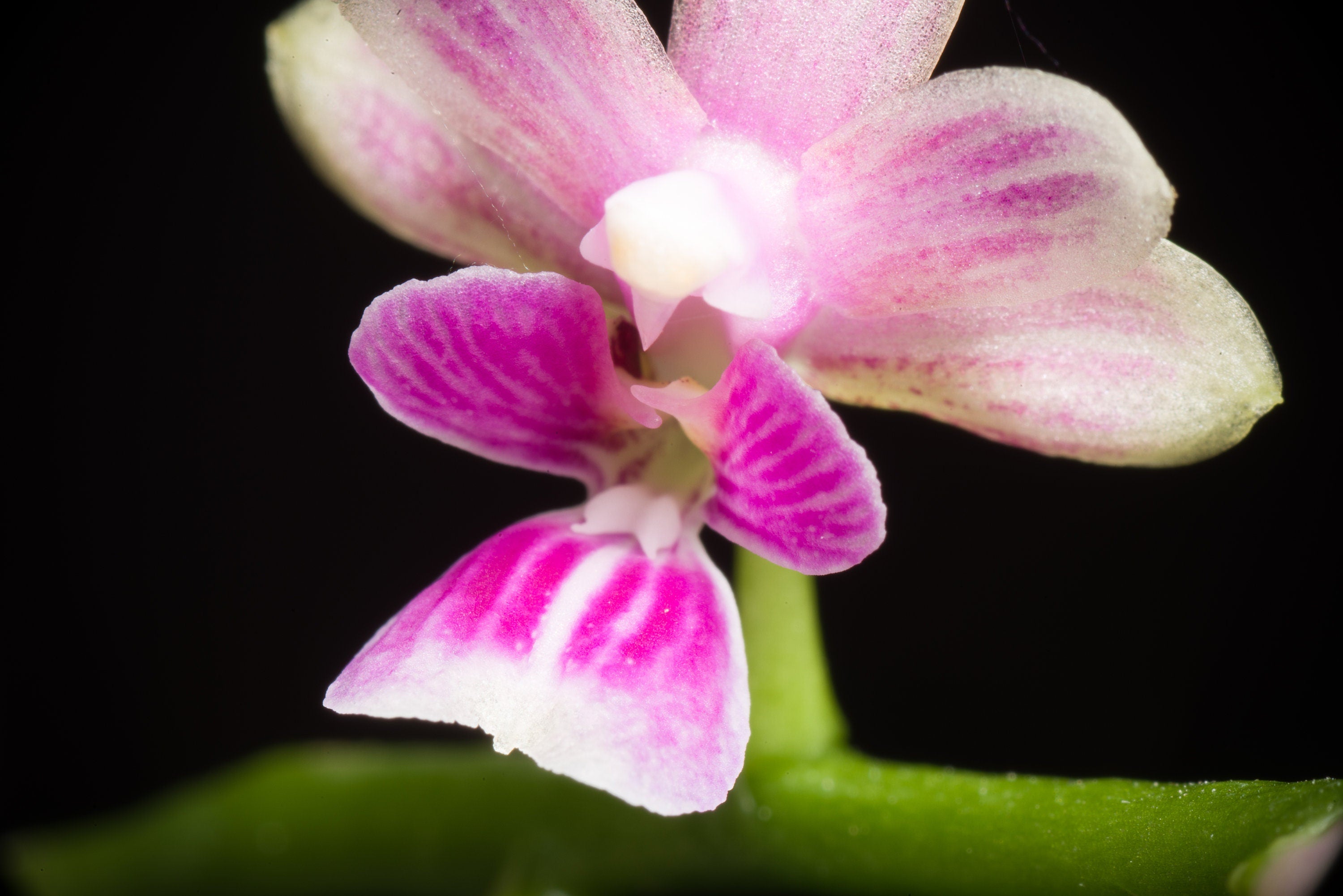 Fragrant Species P. mannii, Mann's Phalaenopsis