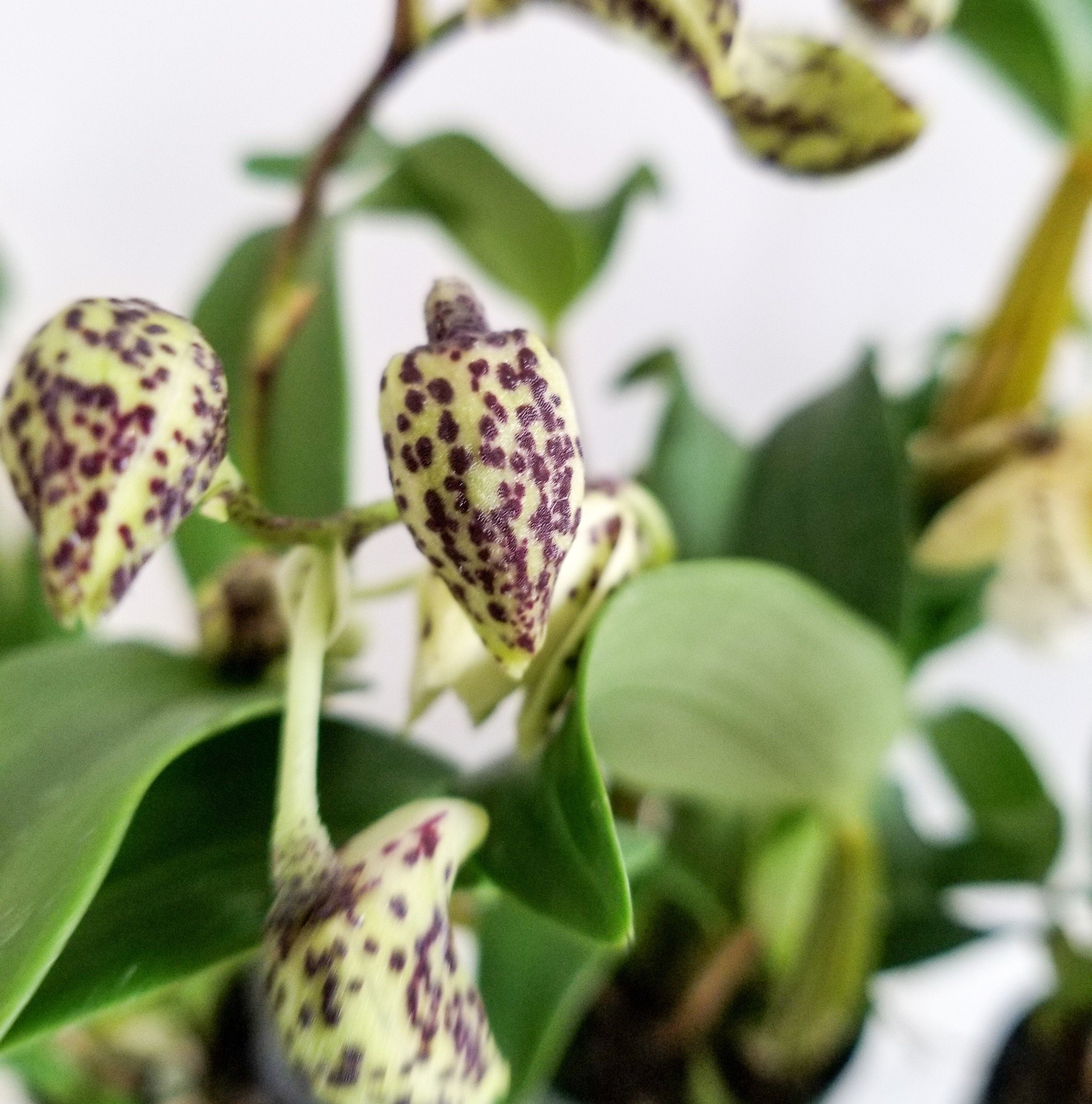 Fragrant Dendrobium Chocolate Chip