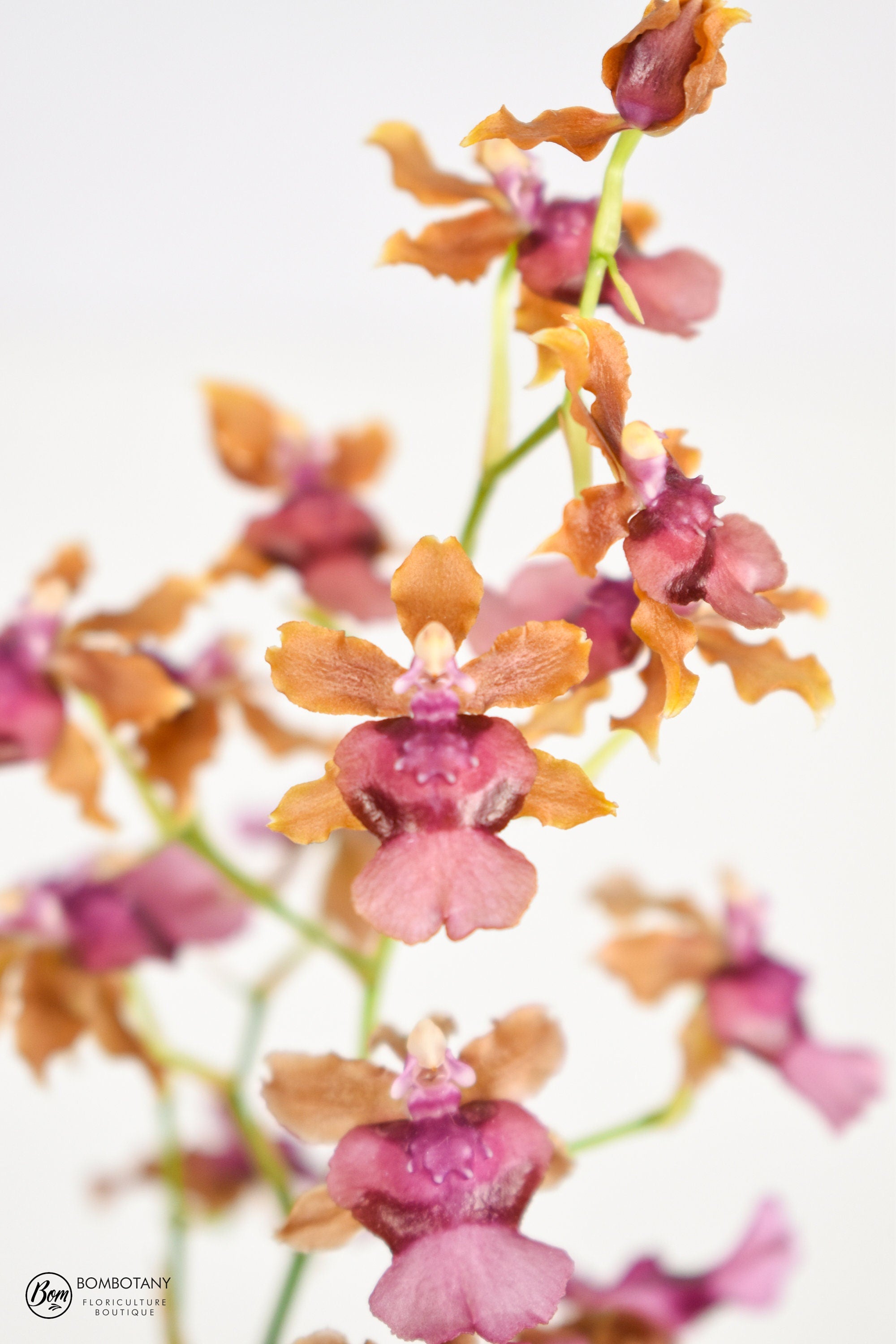 Fragrant Oncidium Pacific Sunrise 'Hakalau' IN SPIKE