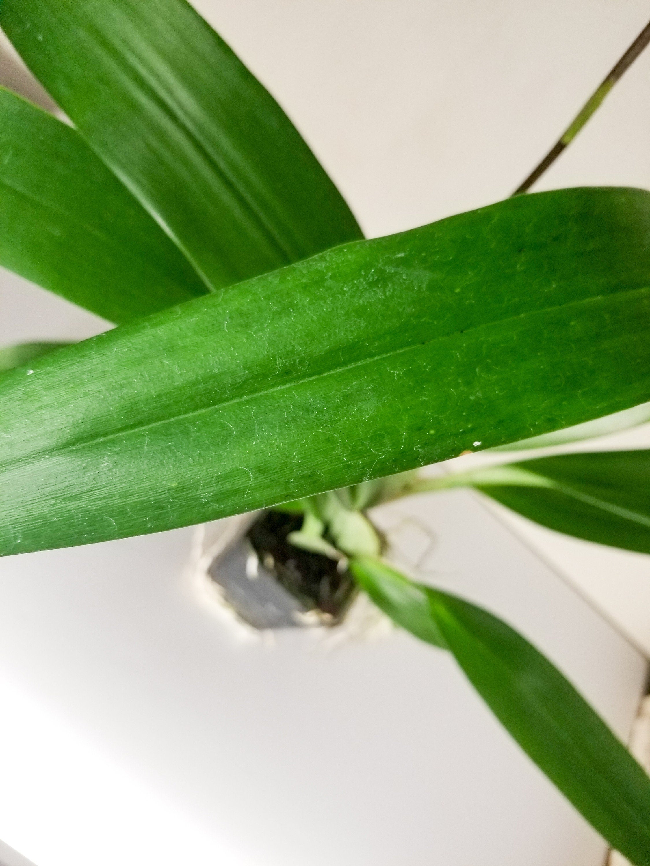 Fragrant Oncidium Aka Baby 'Raspberry Chocolate' IN SPIKE