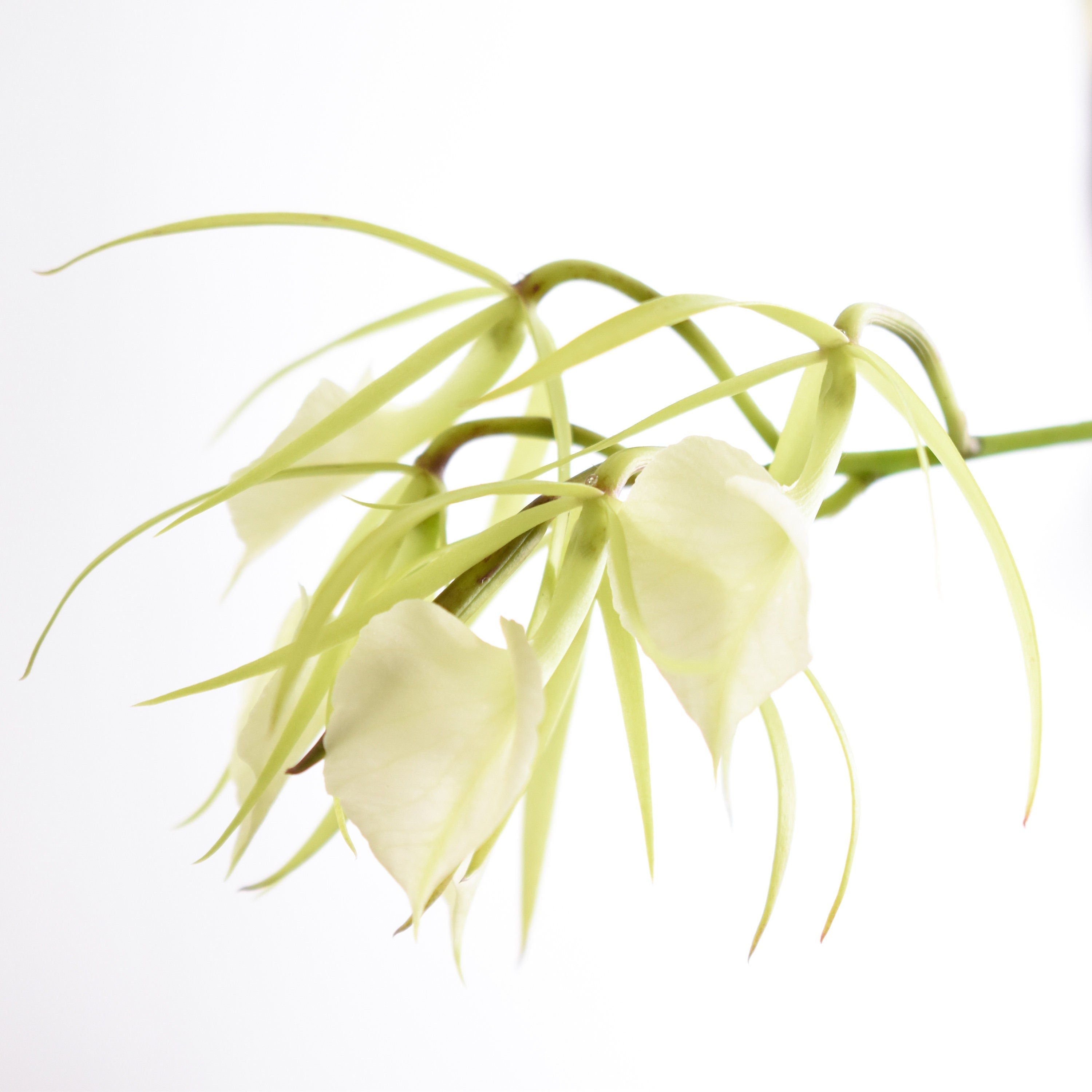 Fragrant Brassavola Little Stars IN SPIKE