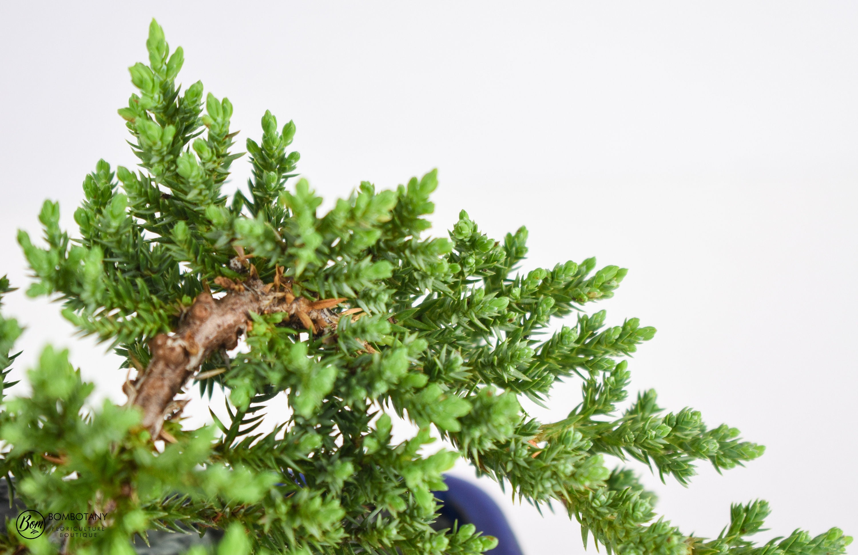 Pre-bonsai Juniper Procumbens 'Nana'
