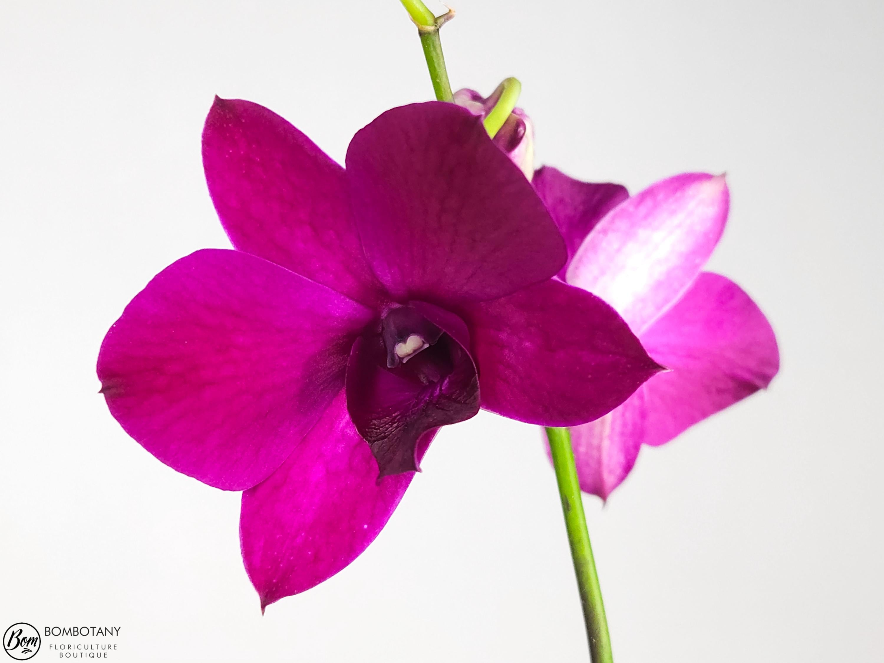 Dendrobium Kalapana Nights ‘Kanakapila’ IN SPIKE