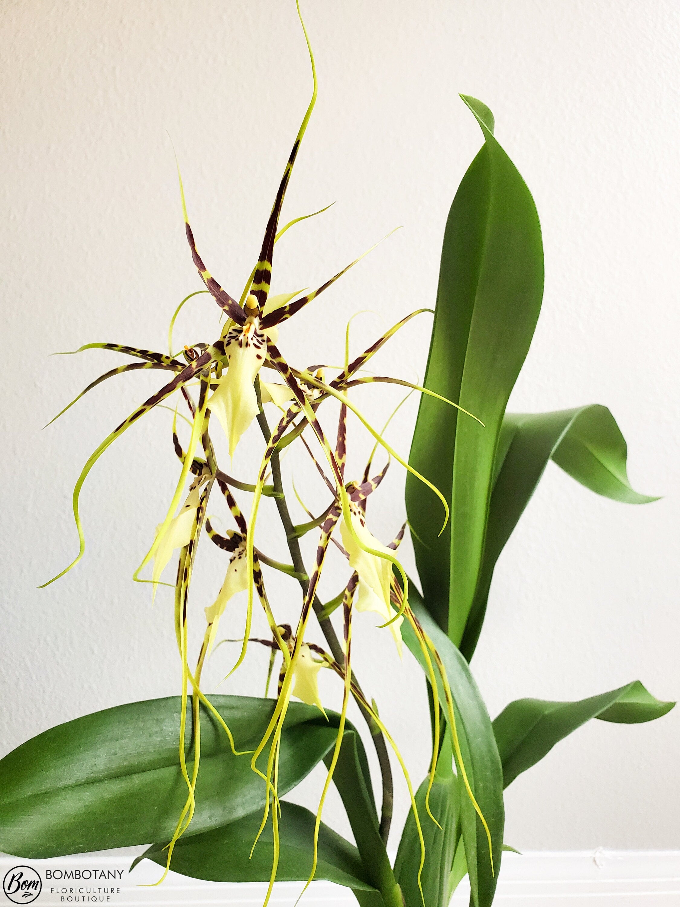 Fragrant Spider type Odontobrassia Kenneth Bivin 'Santa Barbara' IN SPIKE