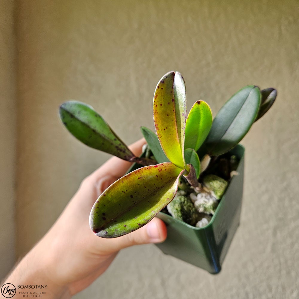 Fragrant Mottled Leaf Cattleya Peckaviensis