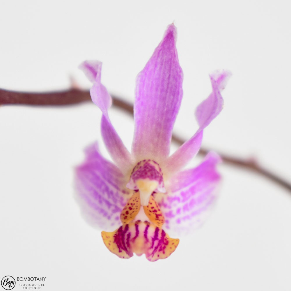 Species Doritis Phalaenopsis pulcherrima