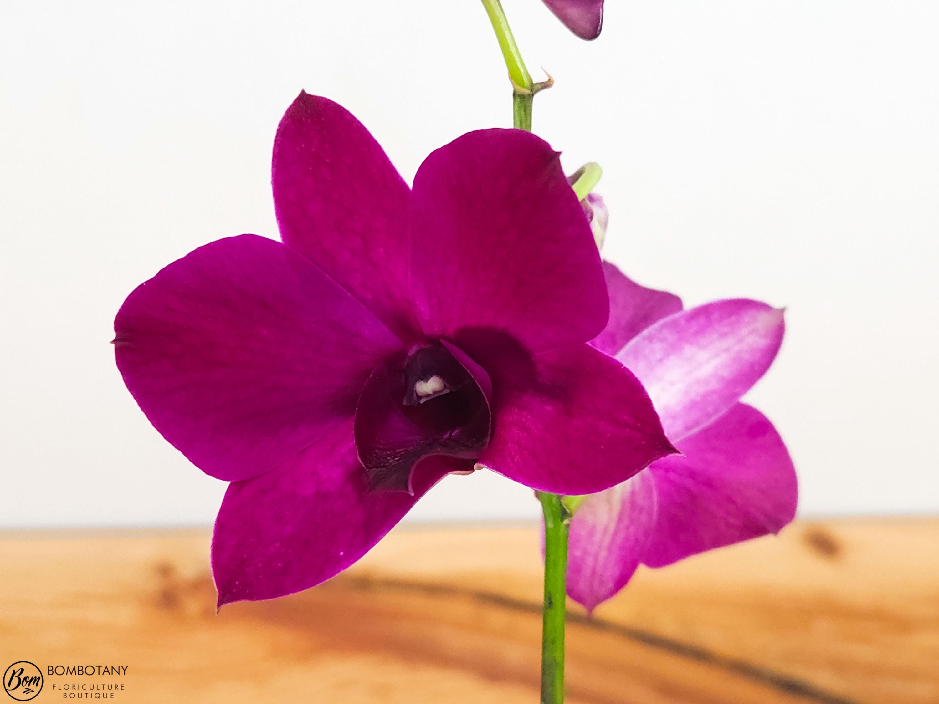 Dendrobium Kalapana Nights ‘Kanakapila’ IN SPIKE