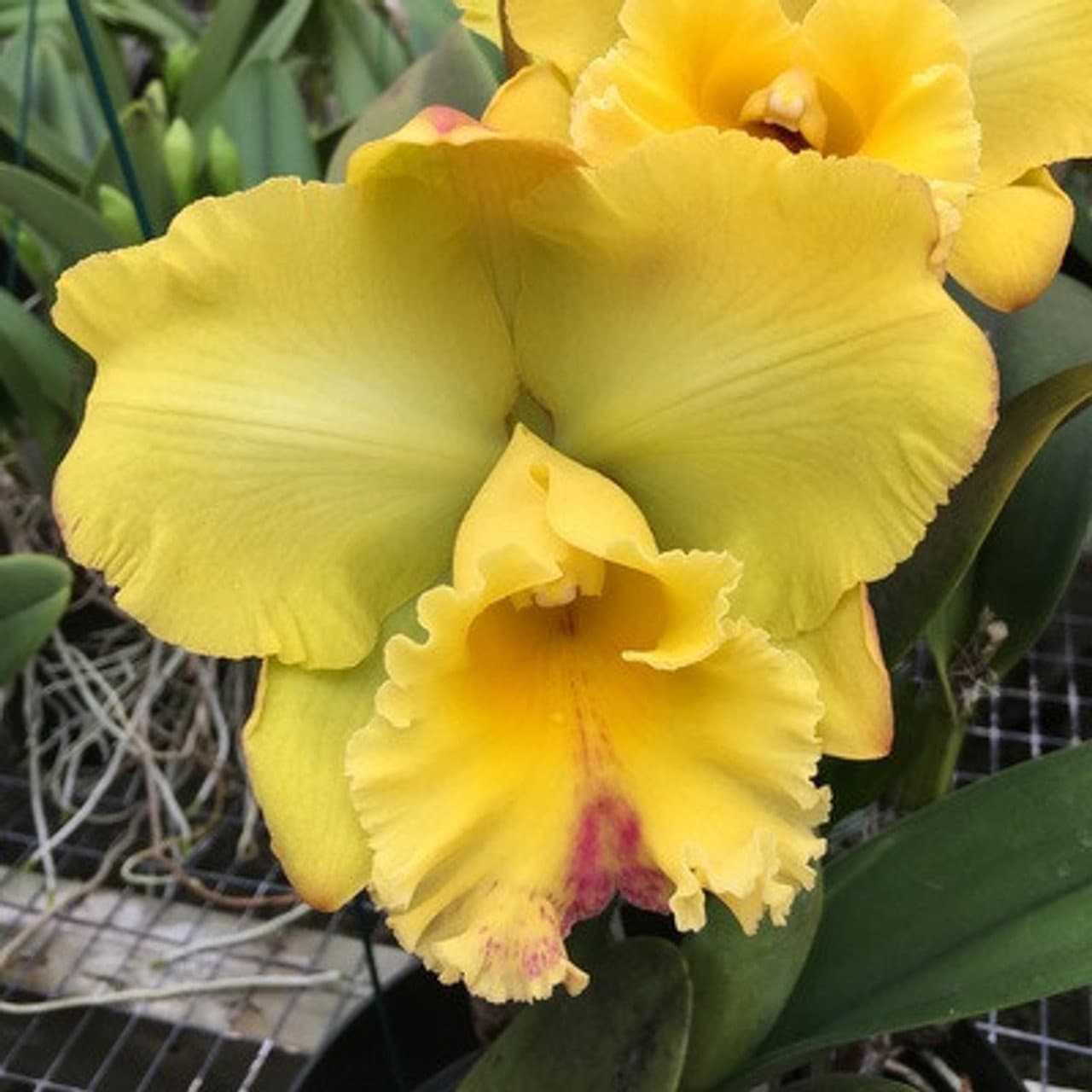 Rhyncholaeliocattleya Takeshi Akatsuka