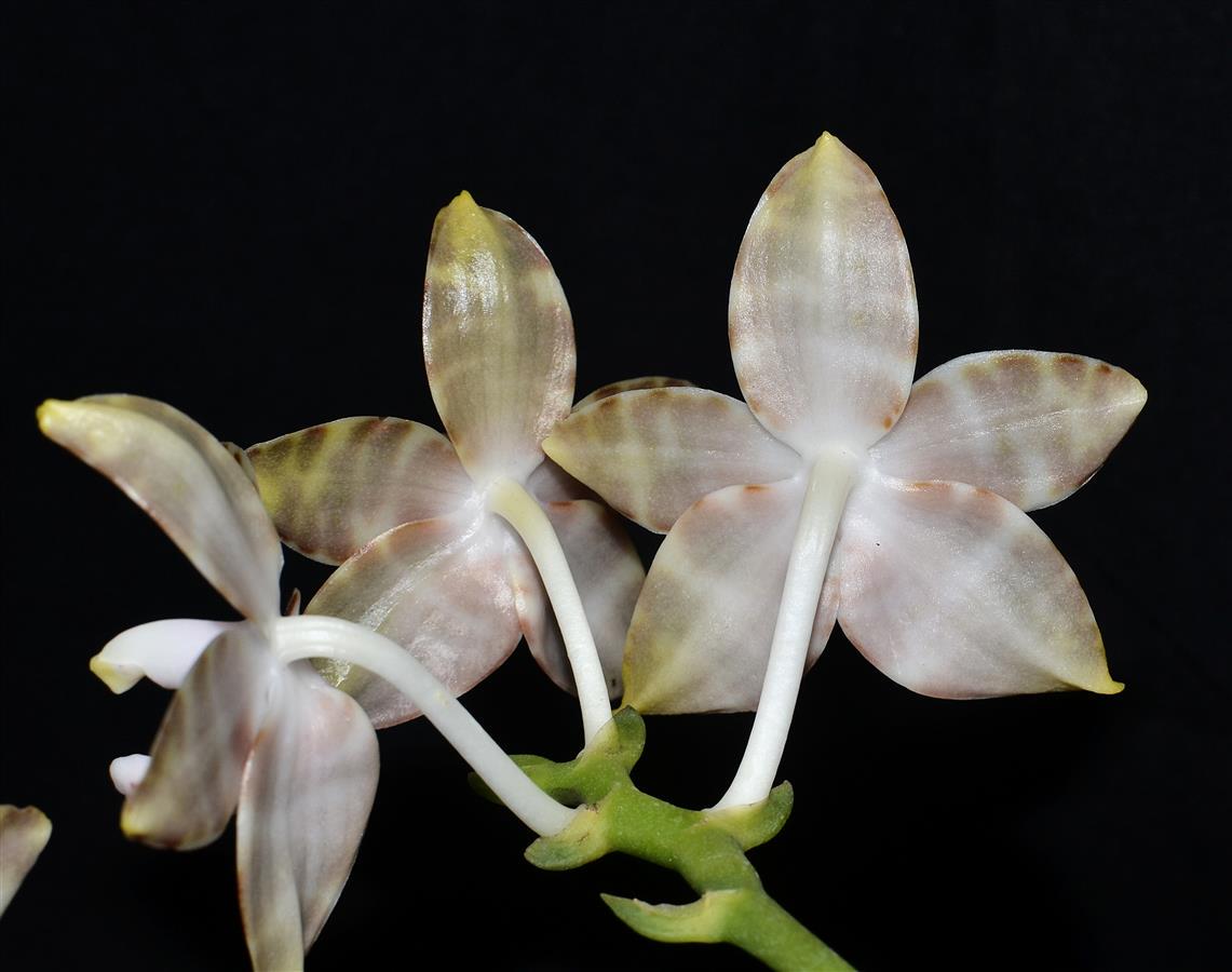 Fragrant Species Phalaenopsis amboinensis 'Nicole'