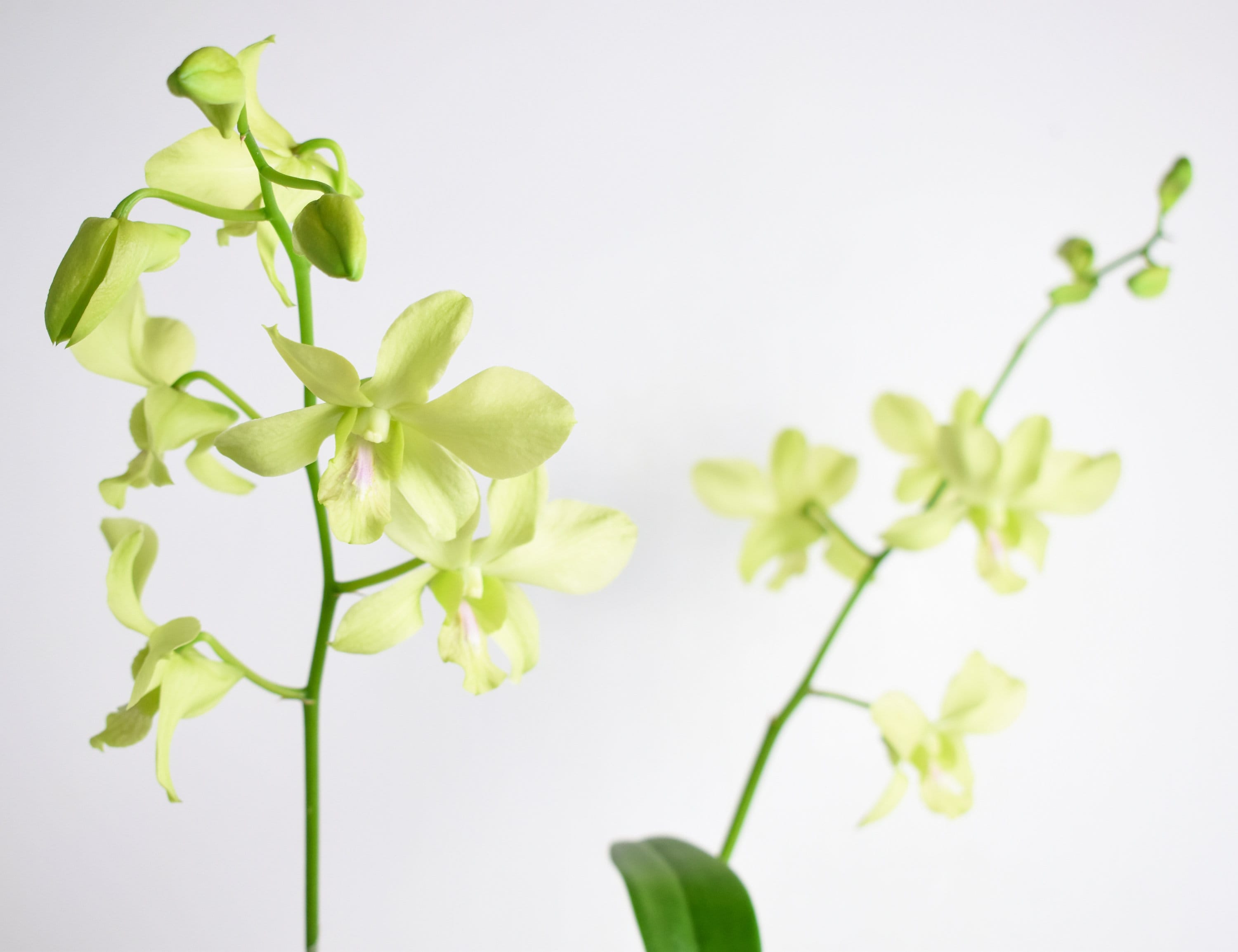 Dendrobium Aridang Green