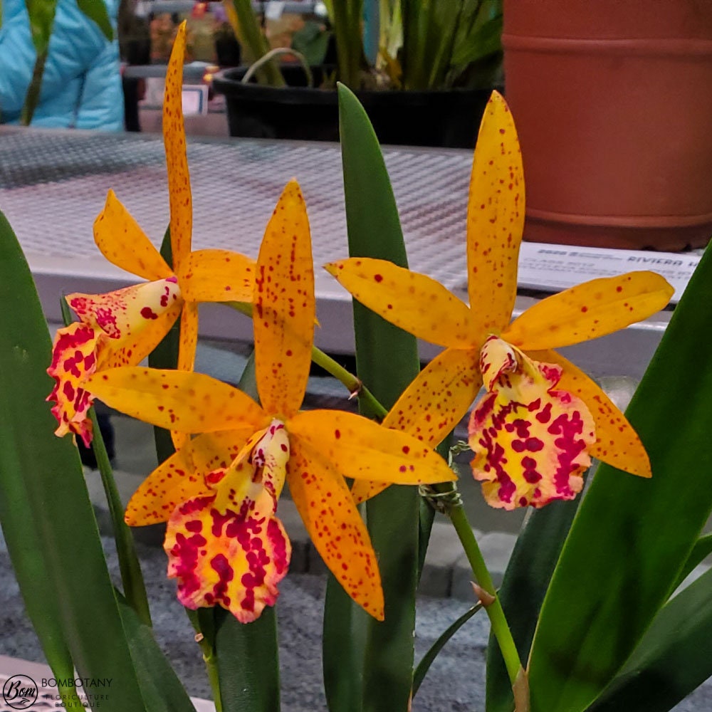 Brassocattleya Rustic Spots