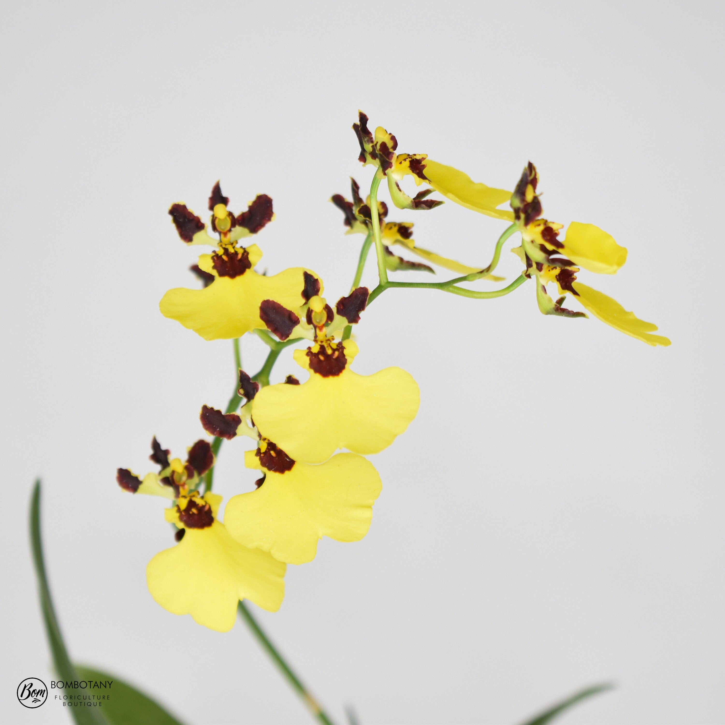 Mini Dancing Lady Oncidium Moon Shadow Tiger Tail