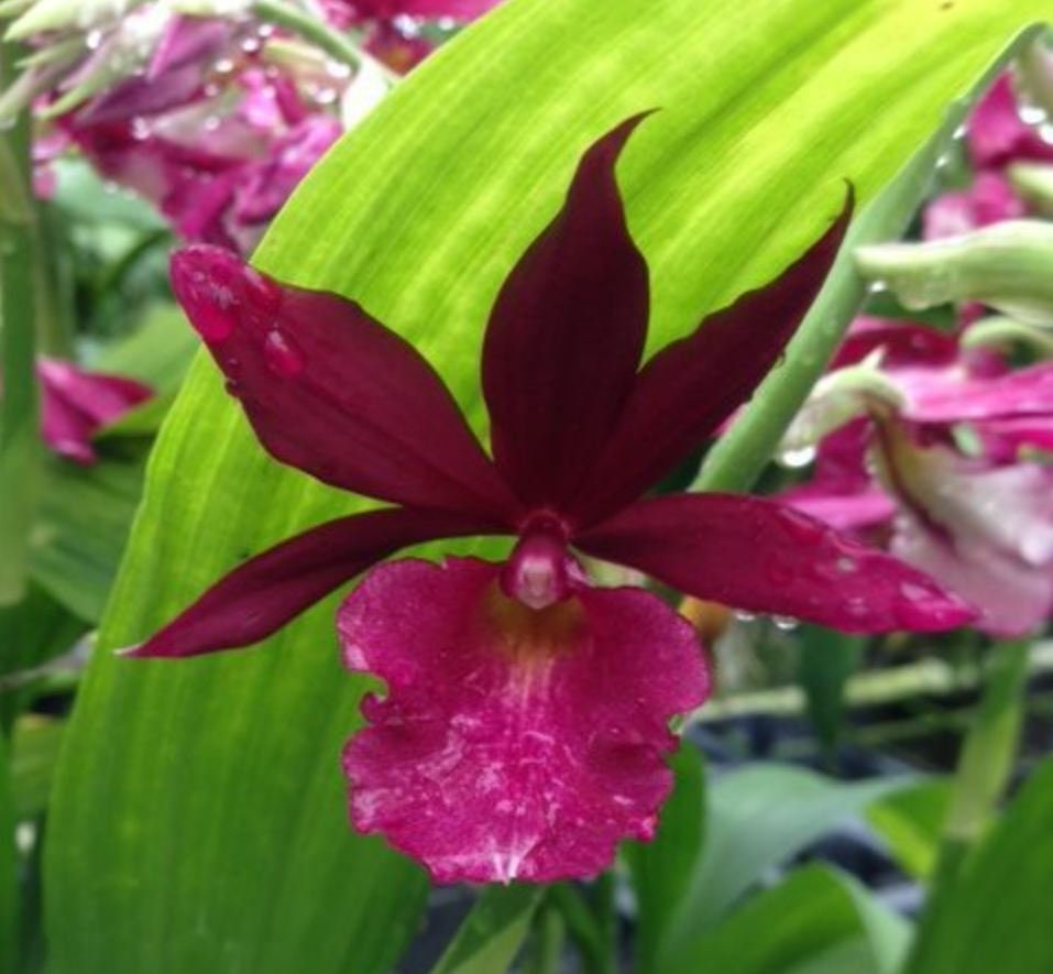 Terrestrial Phaiocalanthe Kryptonite x Calanthe vestita