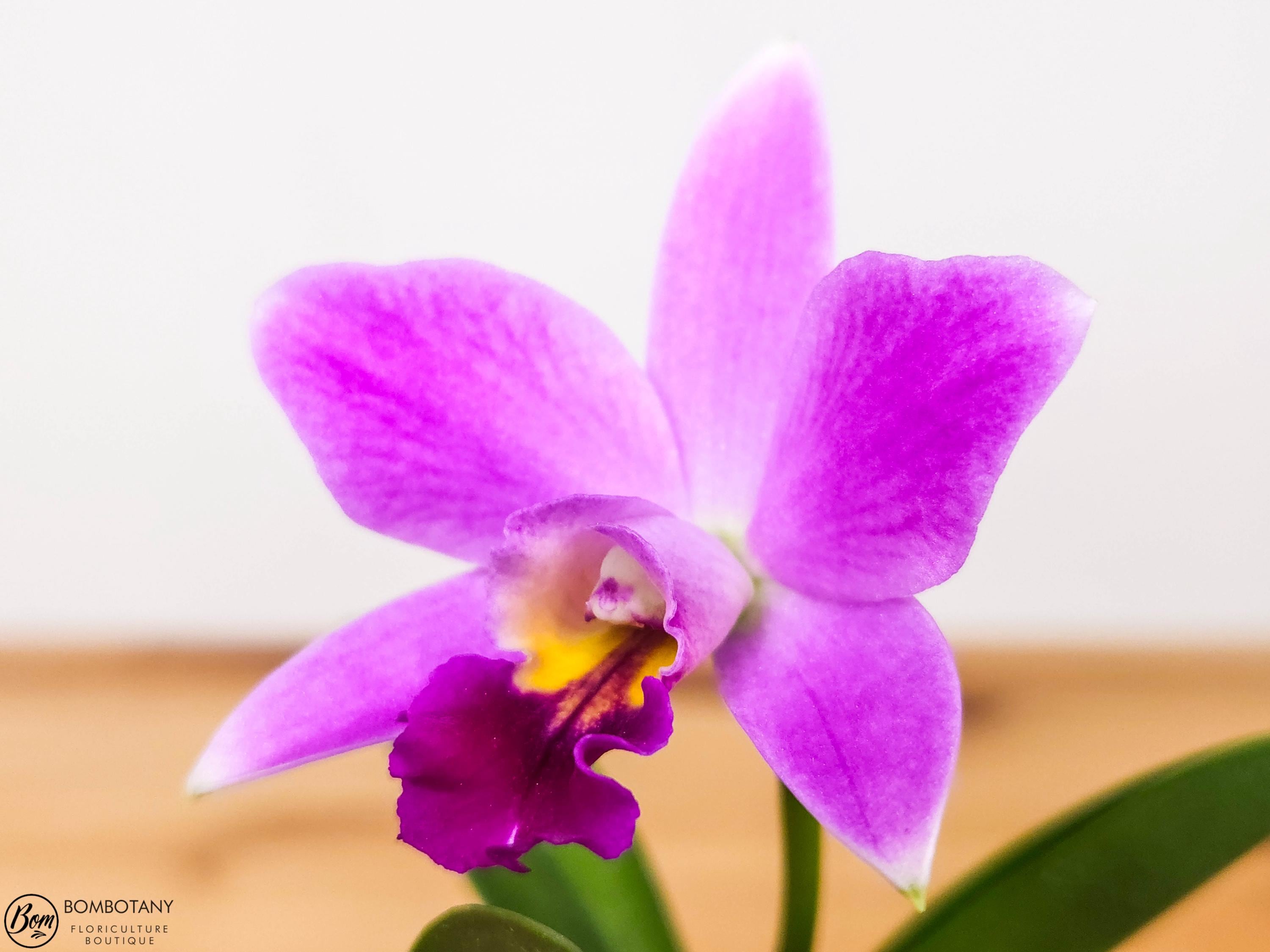 Fragrant Mini Laeliocattleya Amethyst Star 'Parkside' IN SPIKE