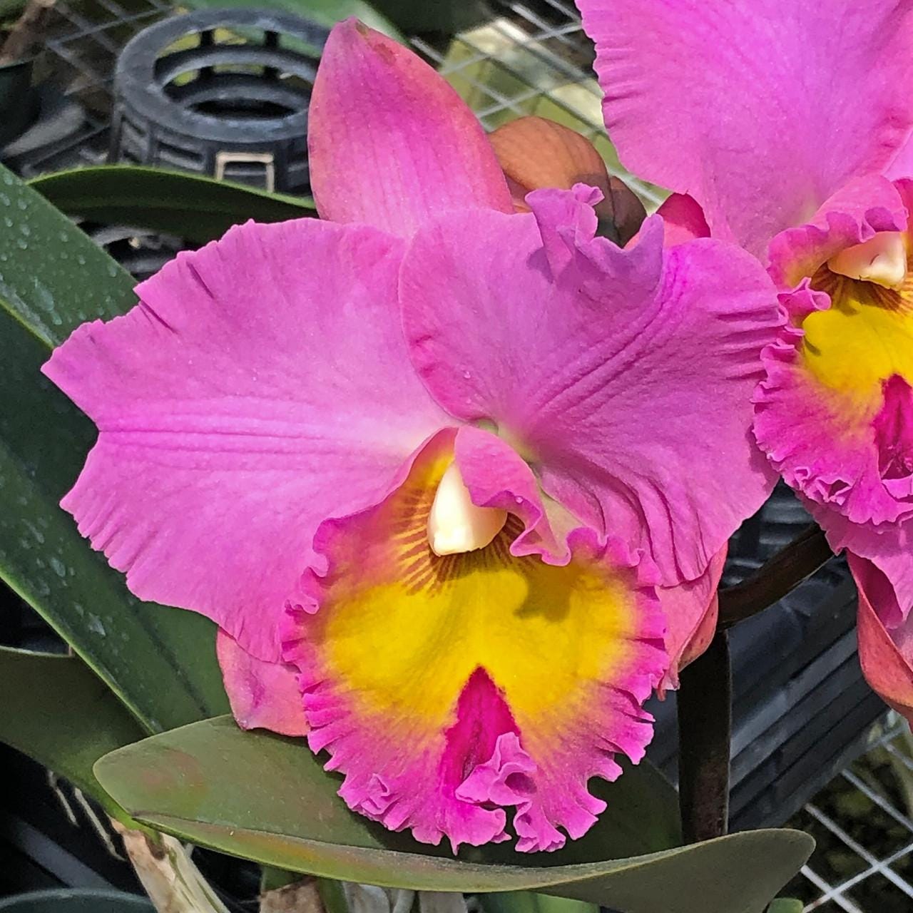 Starter Rlc. Joyful Love 'Volcano Queen'