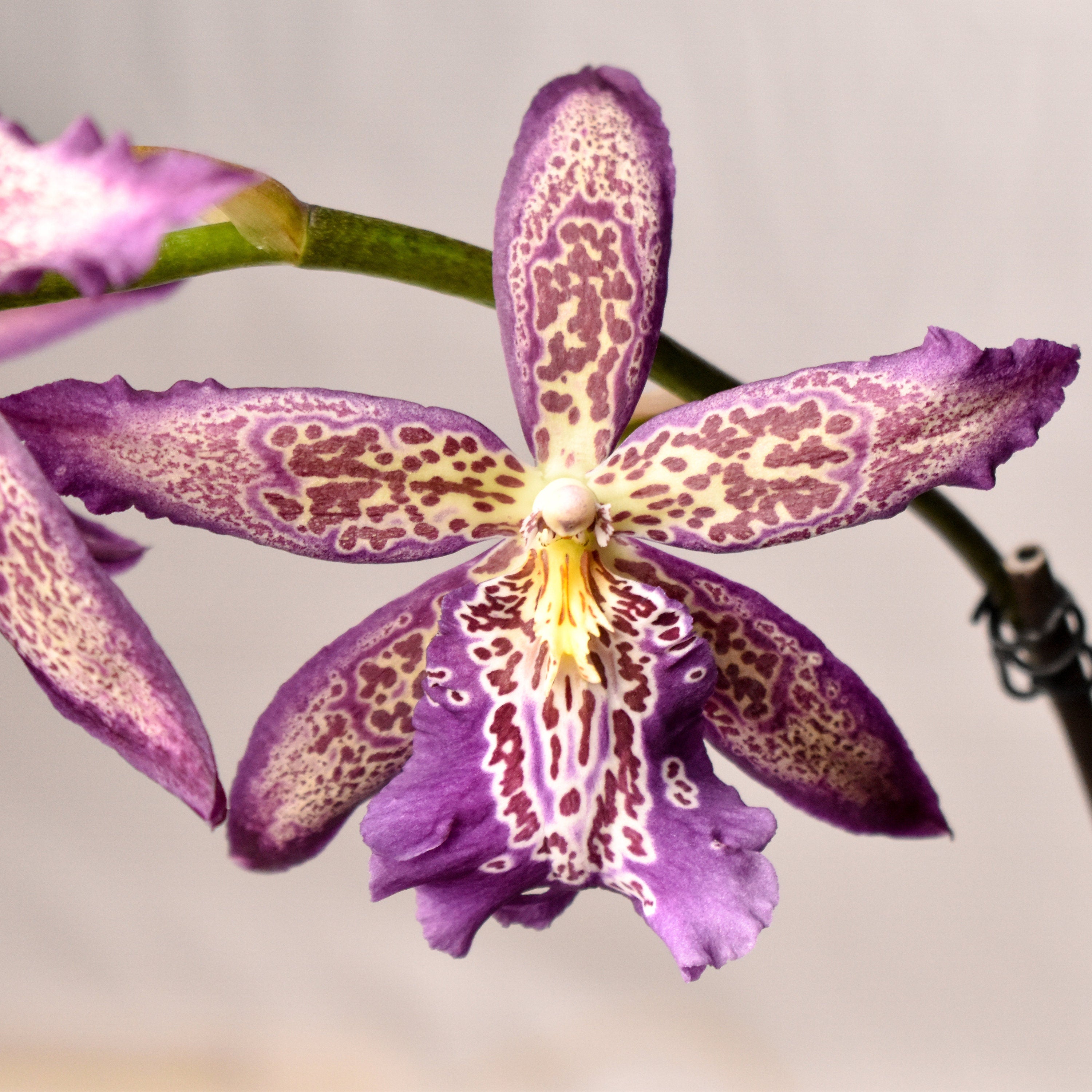 Beallara Marfitch ‘Howards Dream’