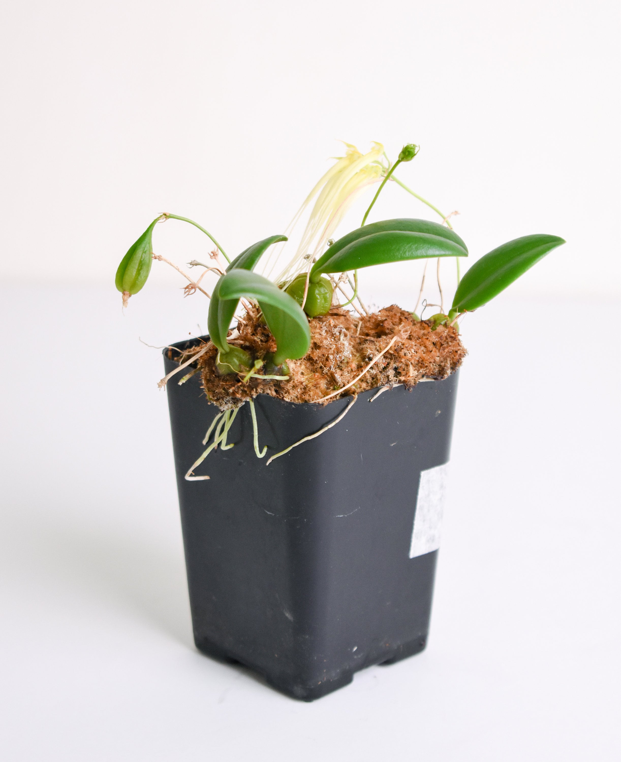 Mini Bulbophyllum tingabarinum forma flavum