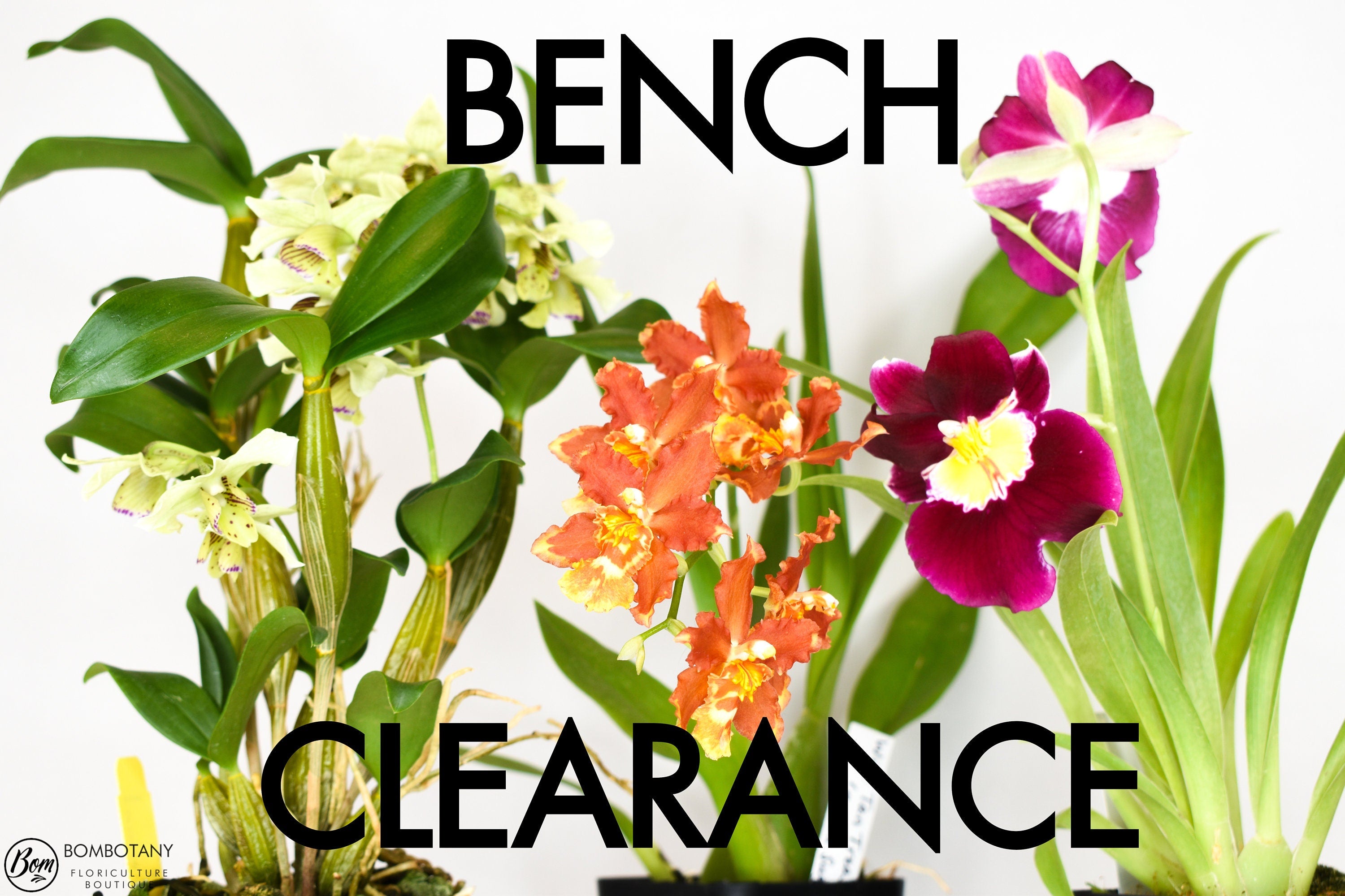 Orchid BENCH CLEARANCE Plants @ Reduced Prices