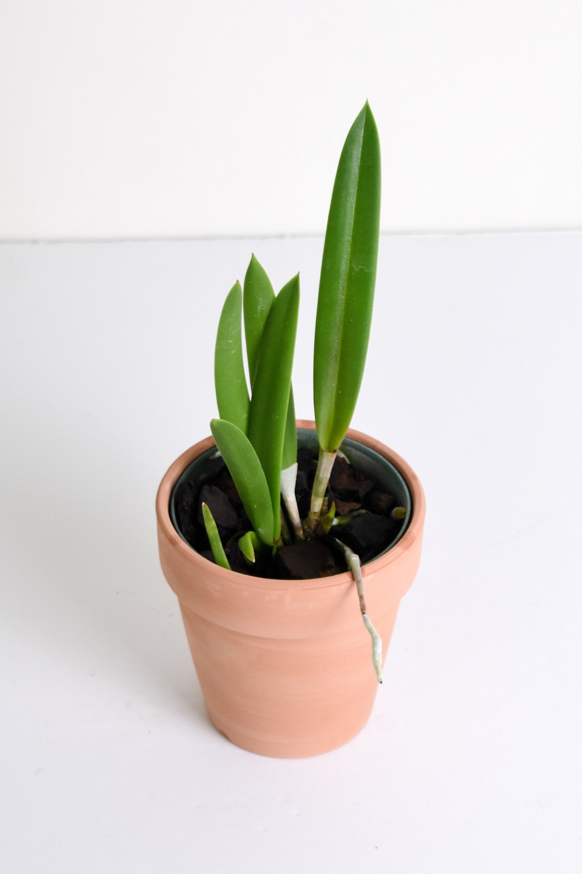 Fragrant Brassavola Little Stars IN SPIKE