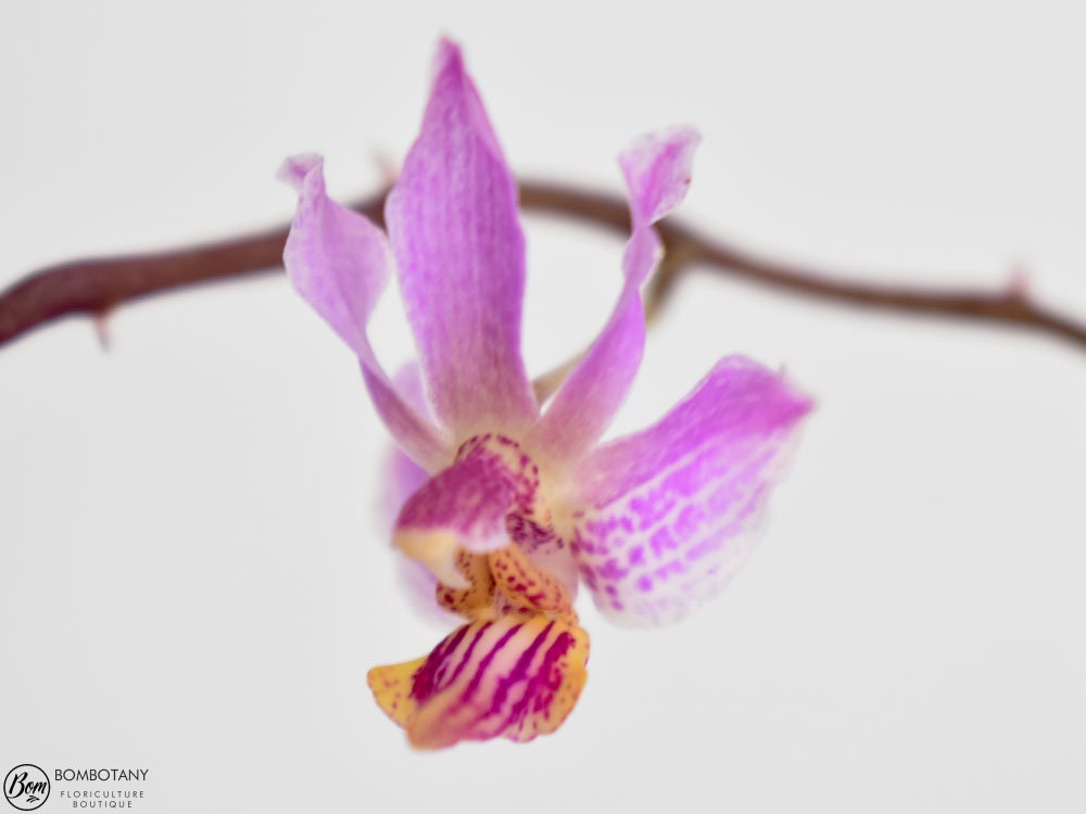 Species Doritis Phalaenopsis pulcherrima