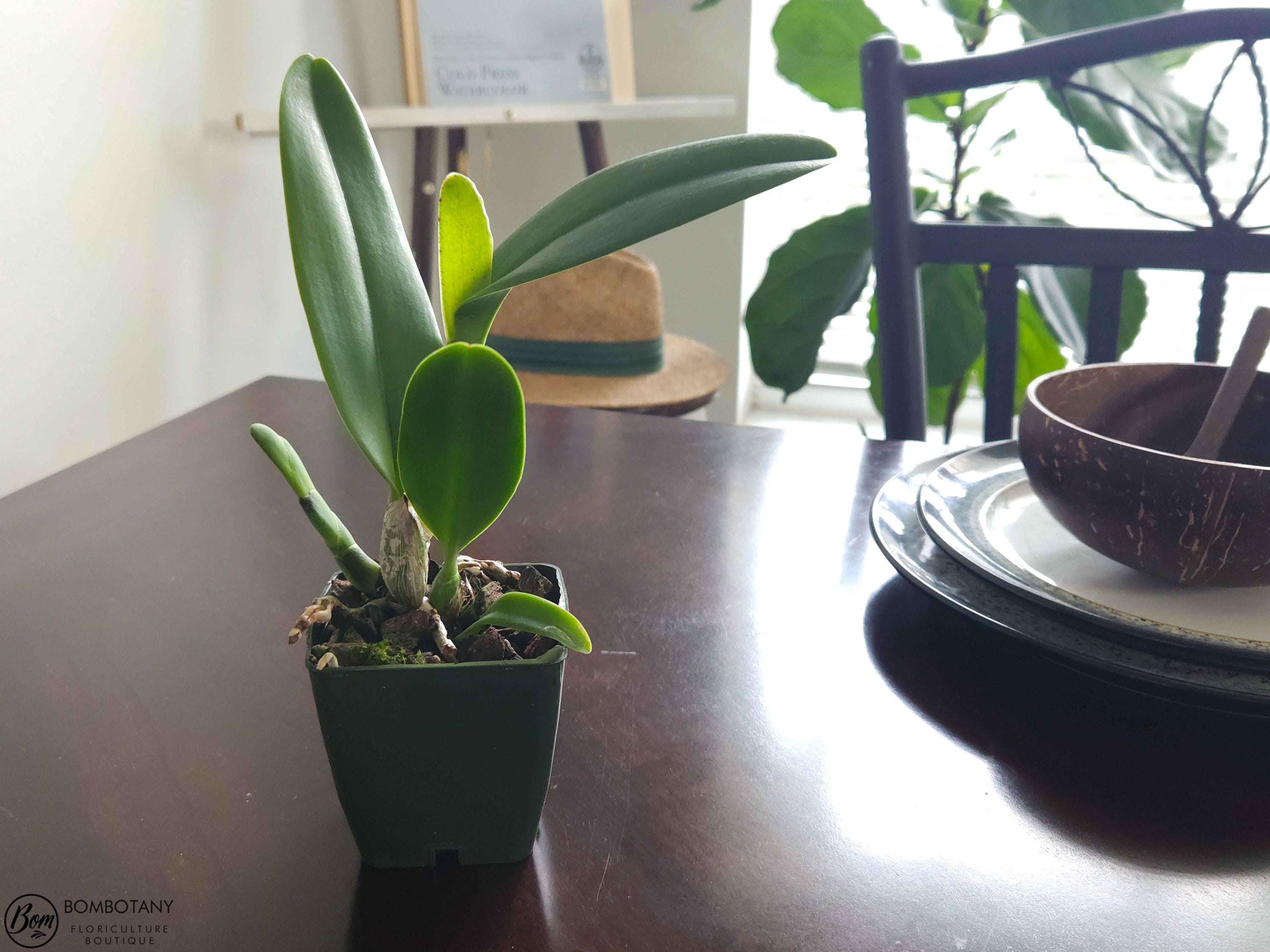 Starter Rhyncholaeliocattleya Mitsuo Akatsuka 'Volcano Queen'