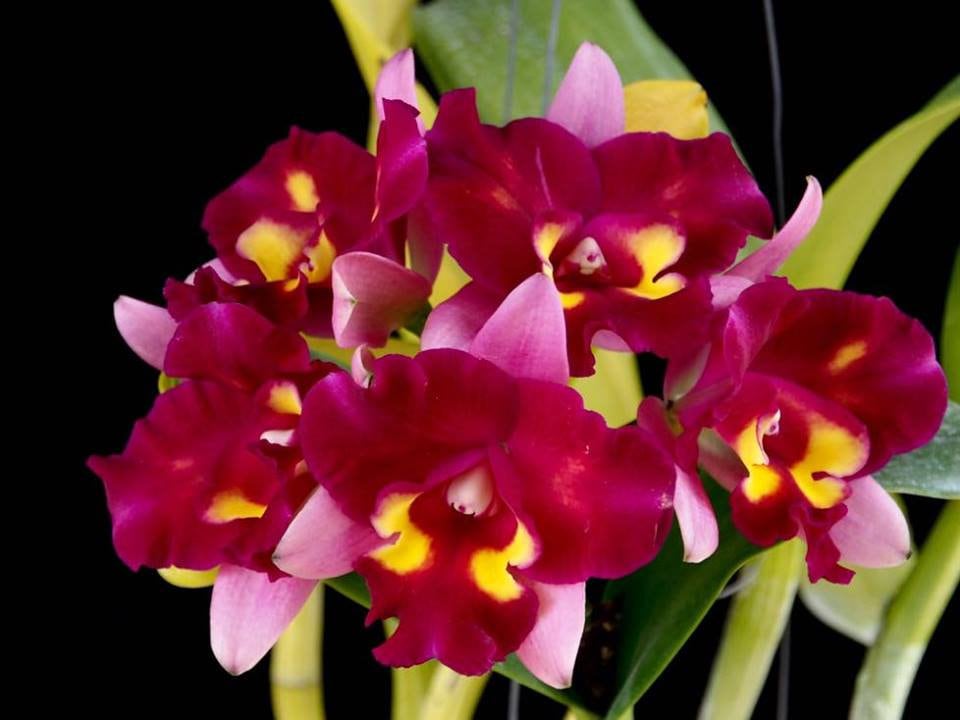 Starter Rhyncholaeliocattleya Linkin Love x Rth Chomyong Beauty