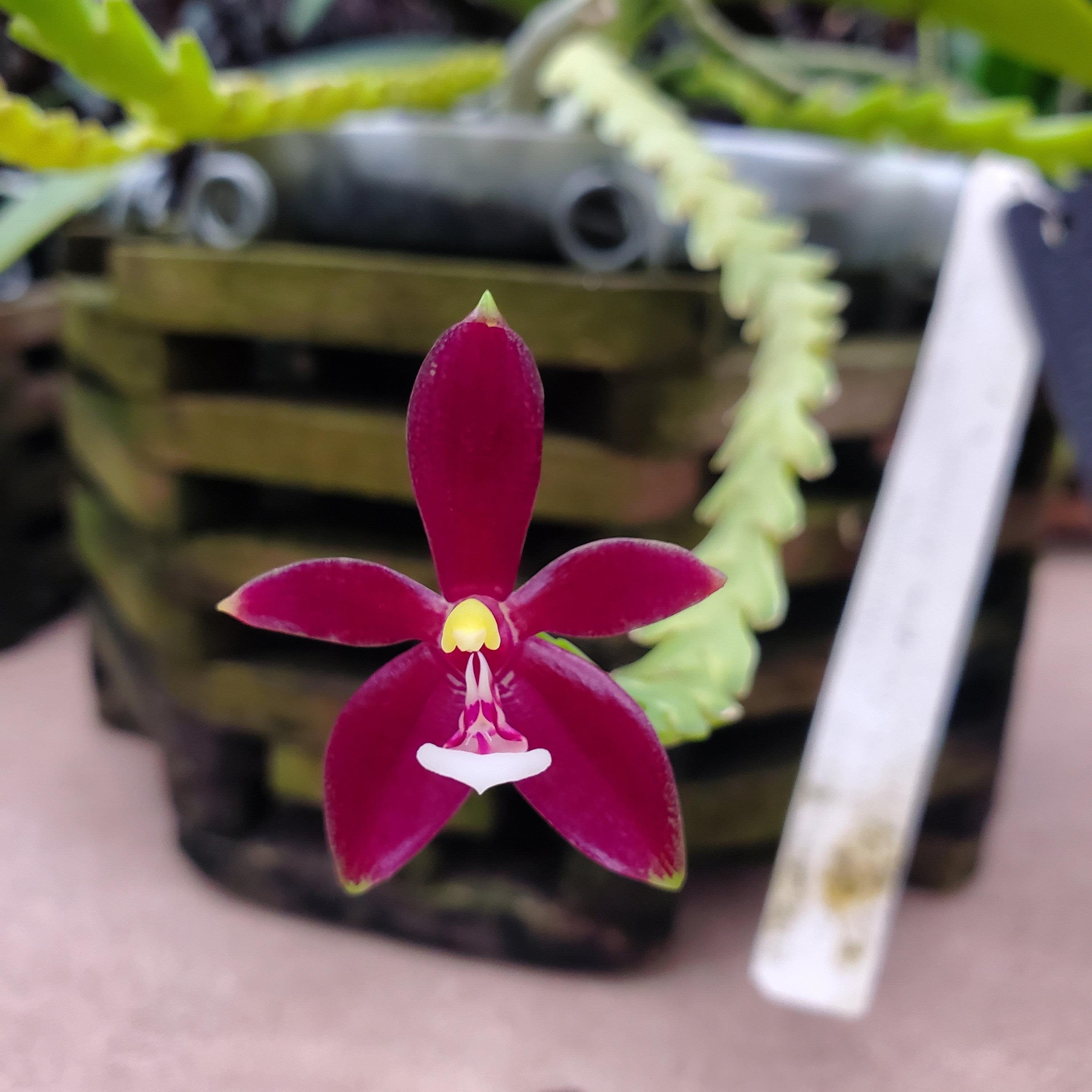 Fragrant Species Phalaenopsis cornu-cervi Red