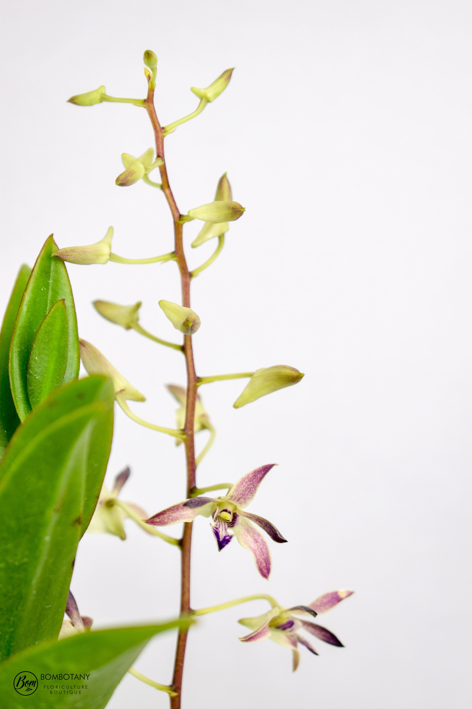 Antelope Type Dendrobium Blue Seas