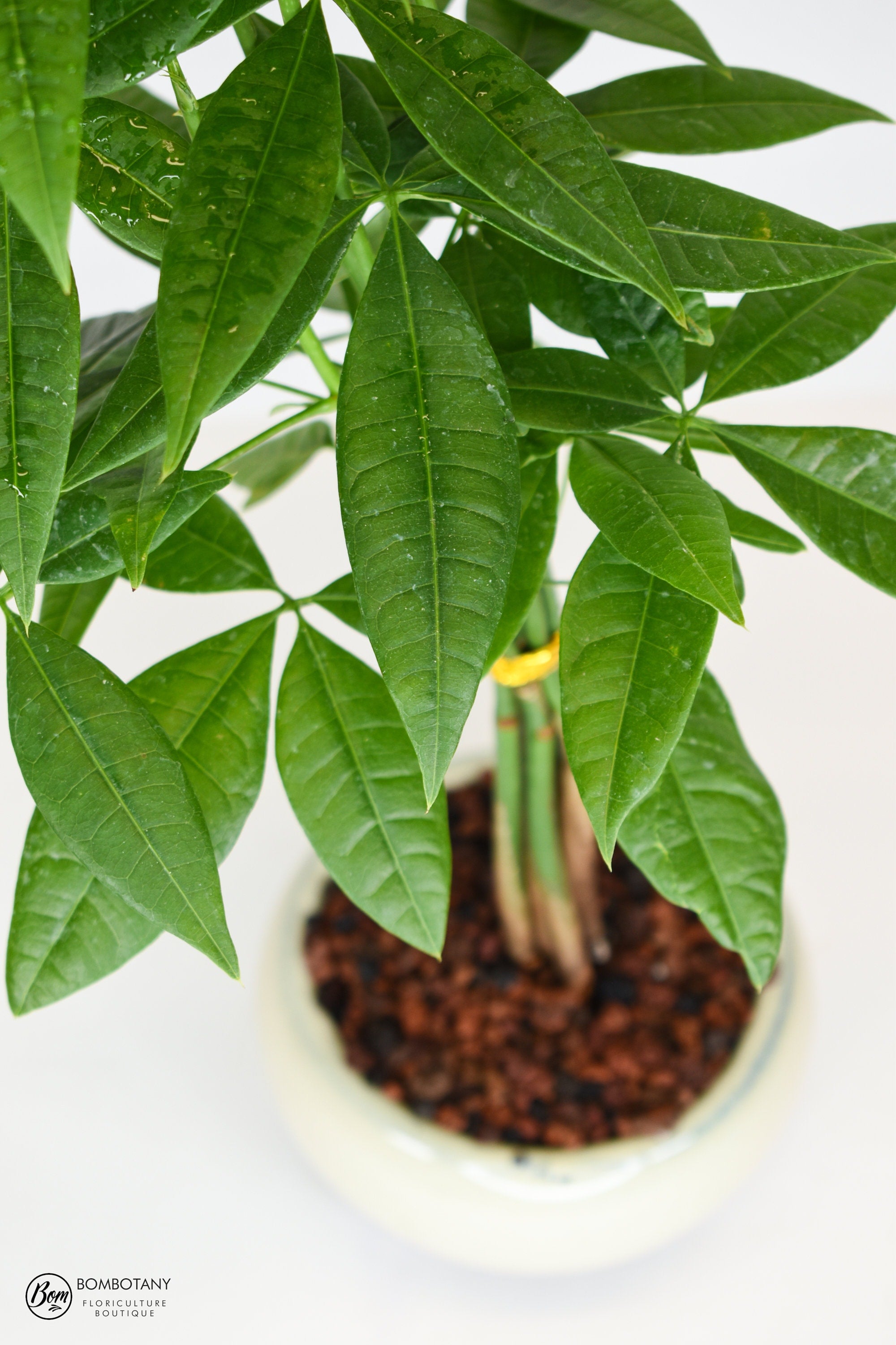 Money Tree Bonsai (Pachira Aquatica) in 5" Glazed Ceramic