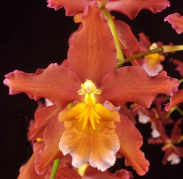 Starter Oncidium Pacific Panache 'Fireside Fever'