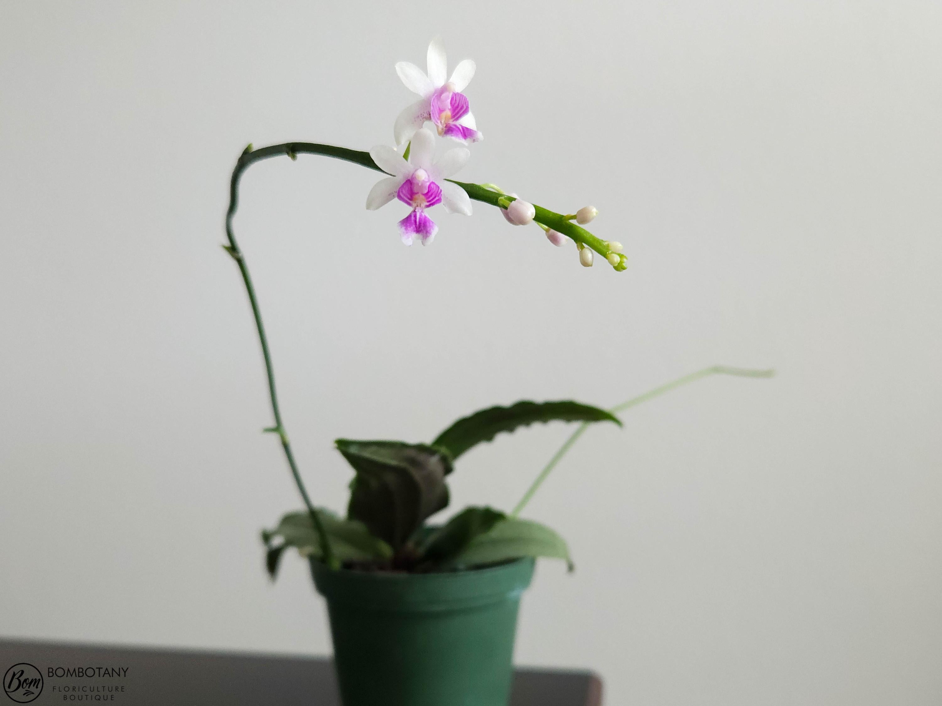 Phalaenopsis deliciosa AKA Kingidium deliciosum