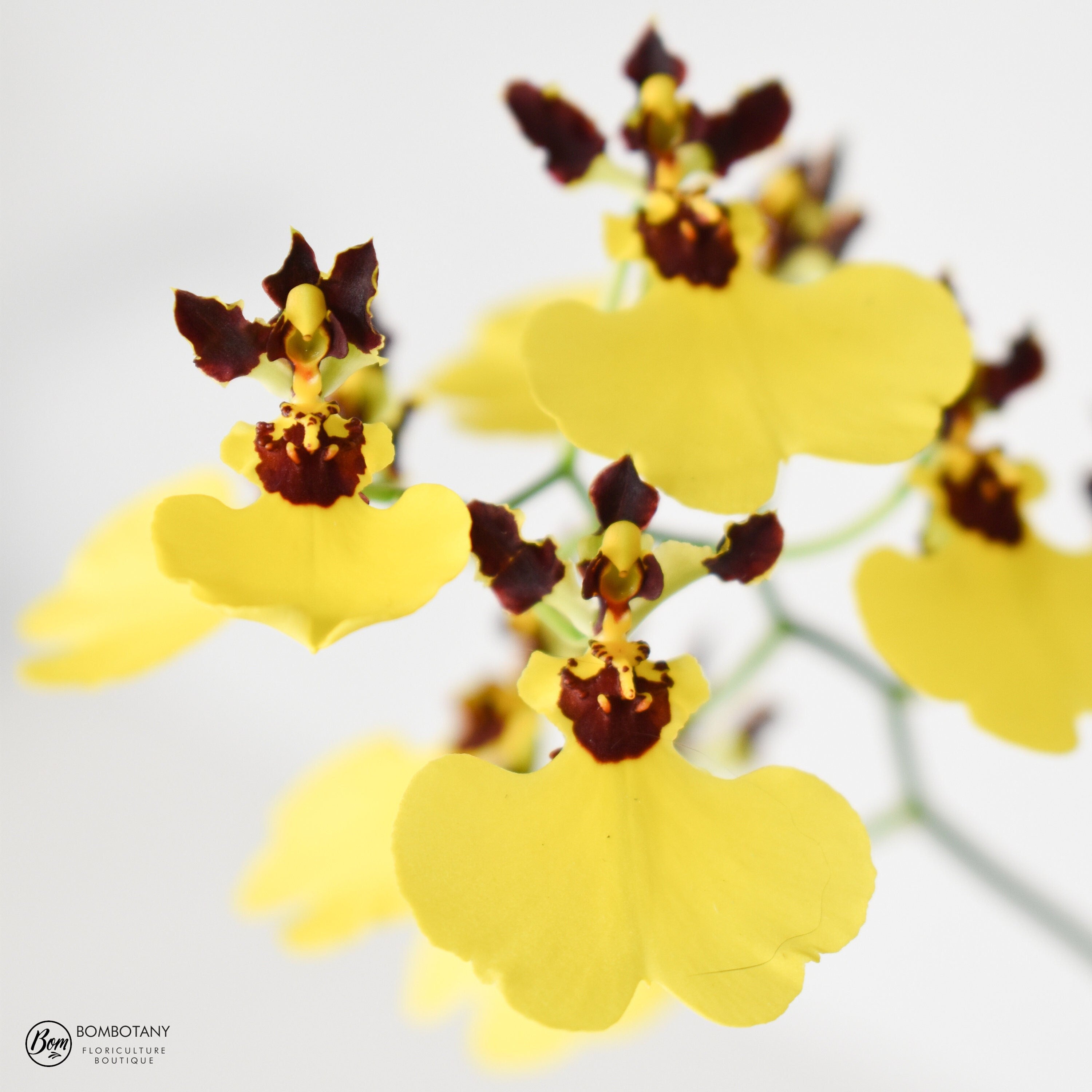 Mini Dancing Lady Oncidium Moon Shadow Tiger Tail