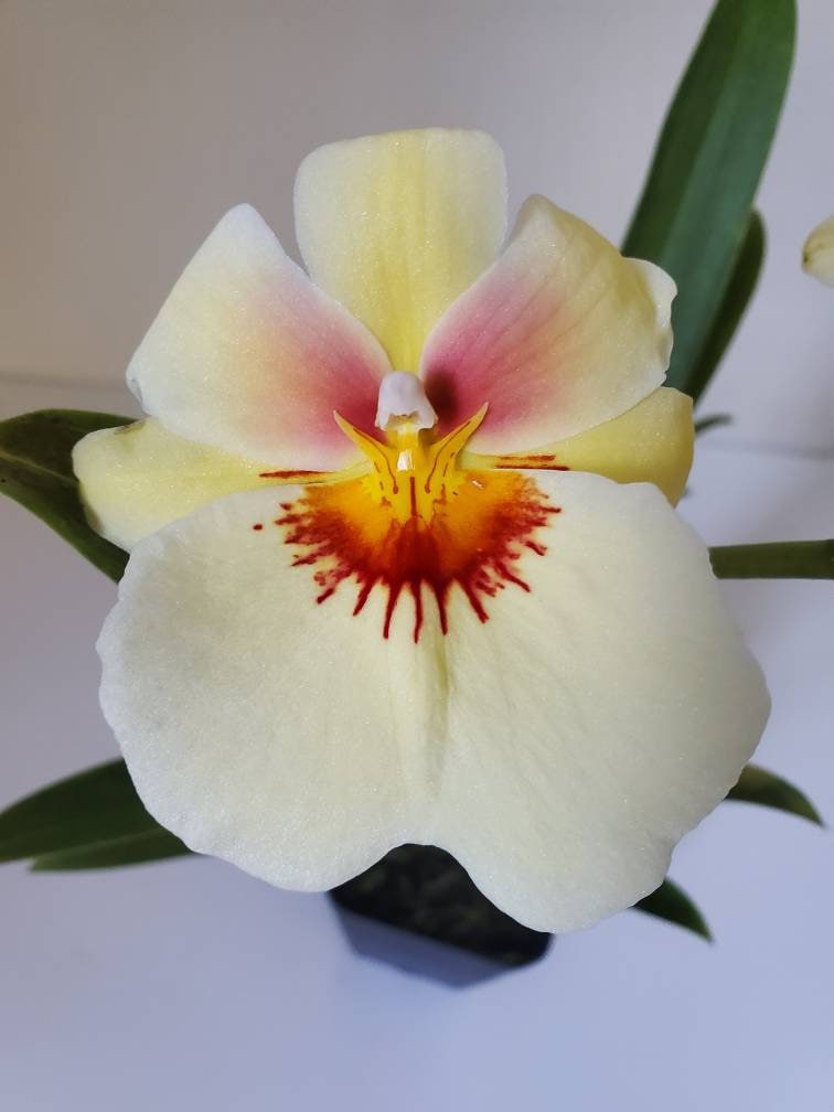 Fragrant Pansy Type Miltoniopsis Andrea West IN SPIKE