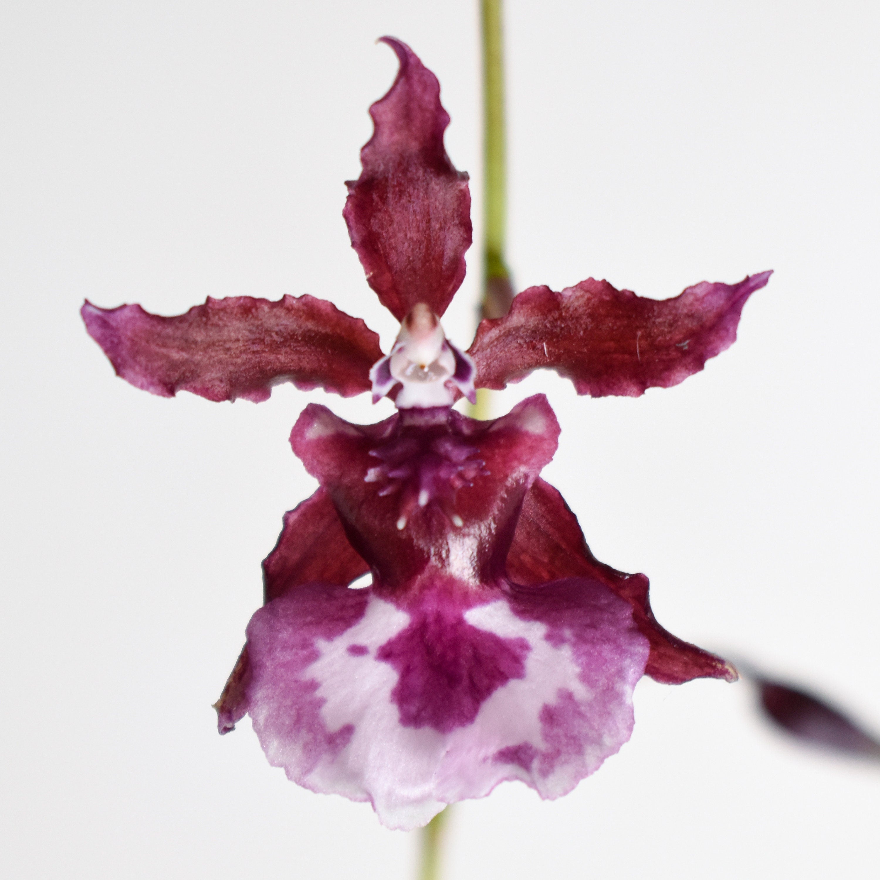 Chocolate Fragrant Oncidium Heaven Scent 'Sweet Baby' IN SPIKE