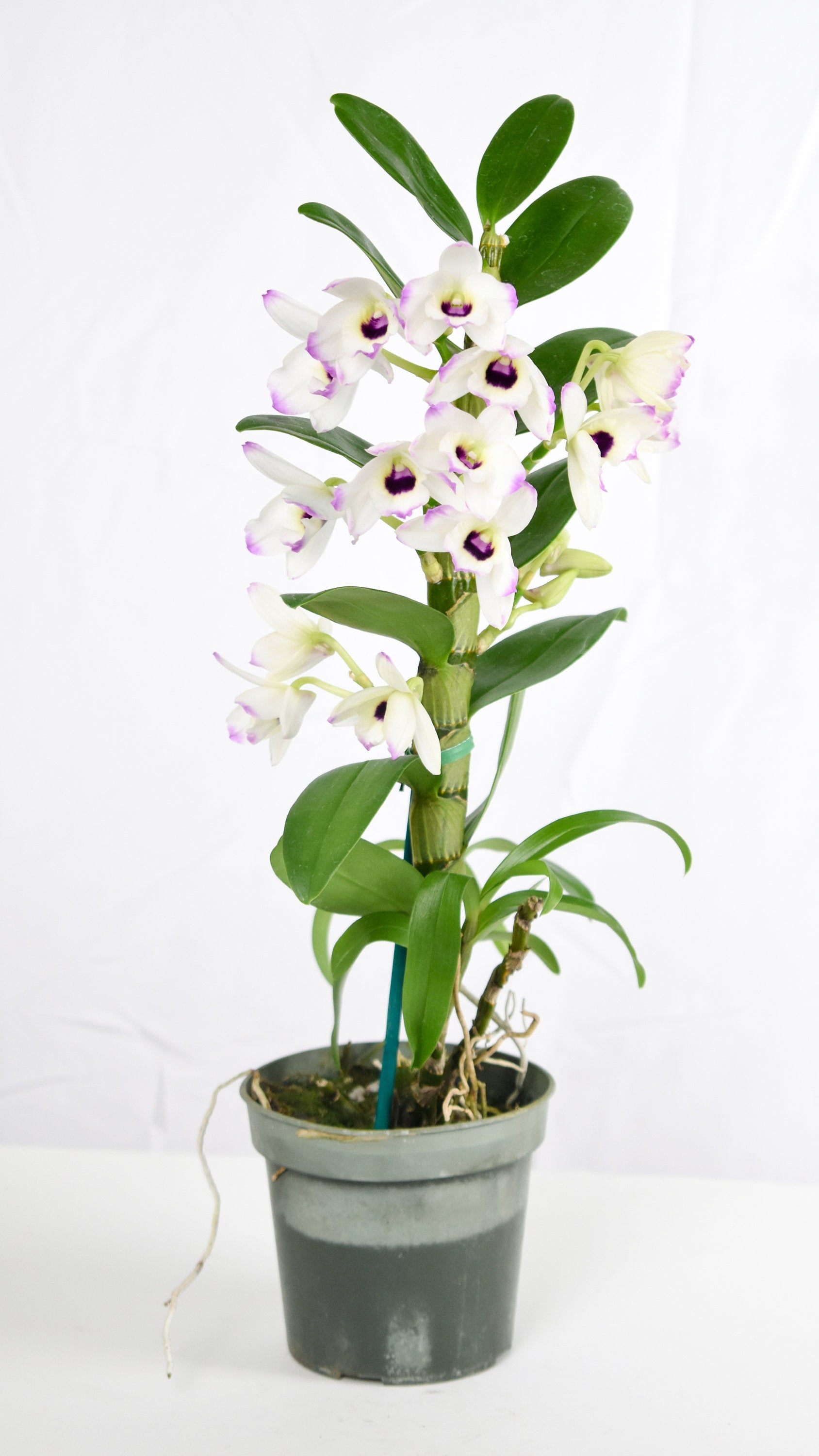 Fragrant Dendrobium Love Memory 'Fizz' – bombotany
