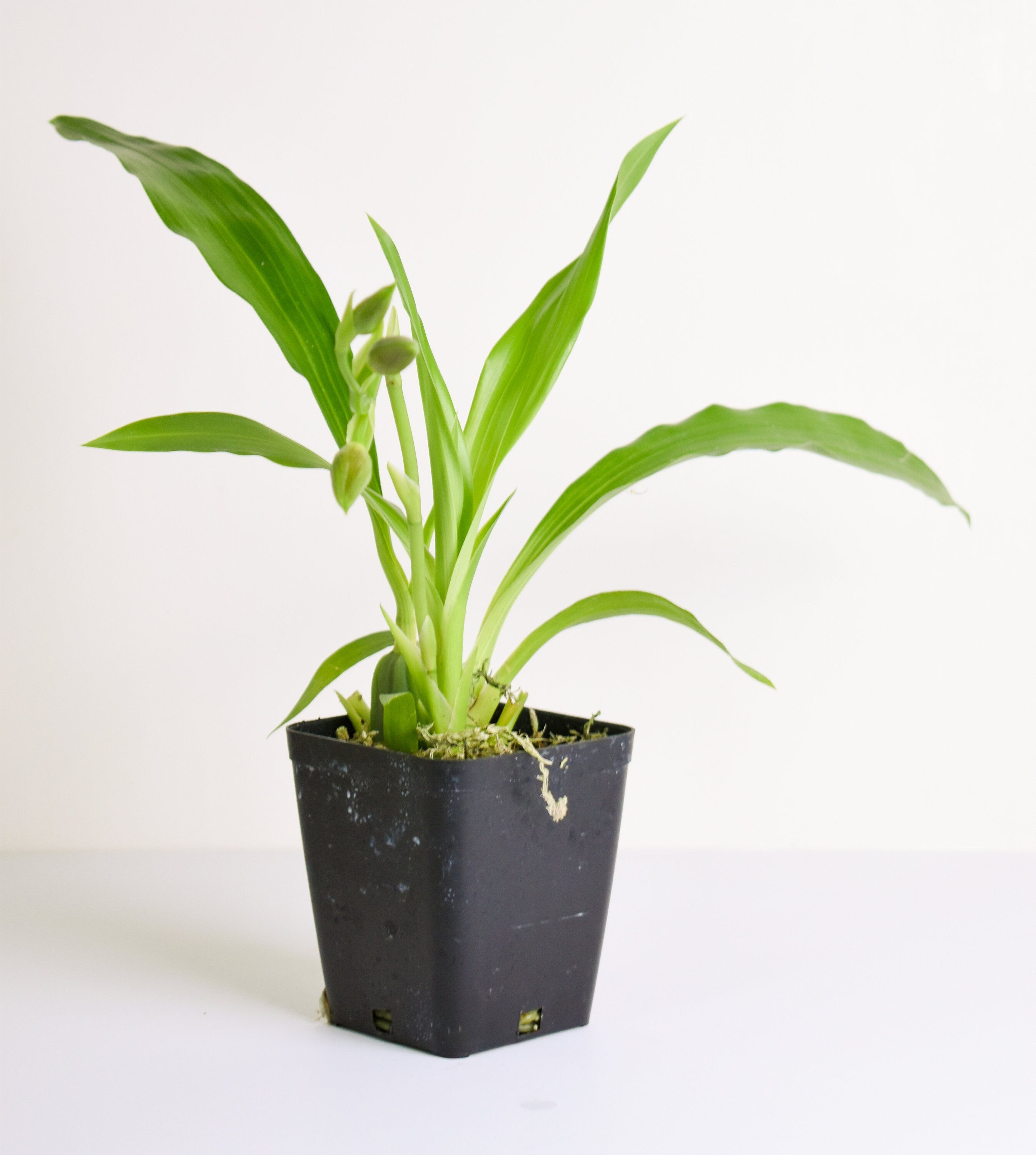 Fragrant Zygopetalum Louisendorf 'Peloric'