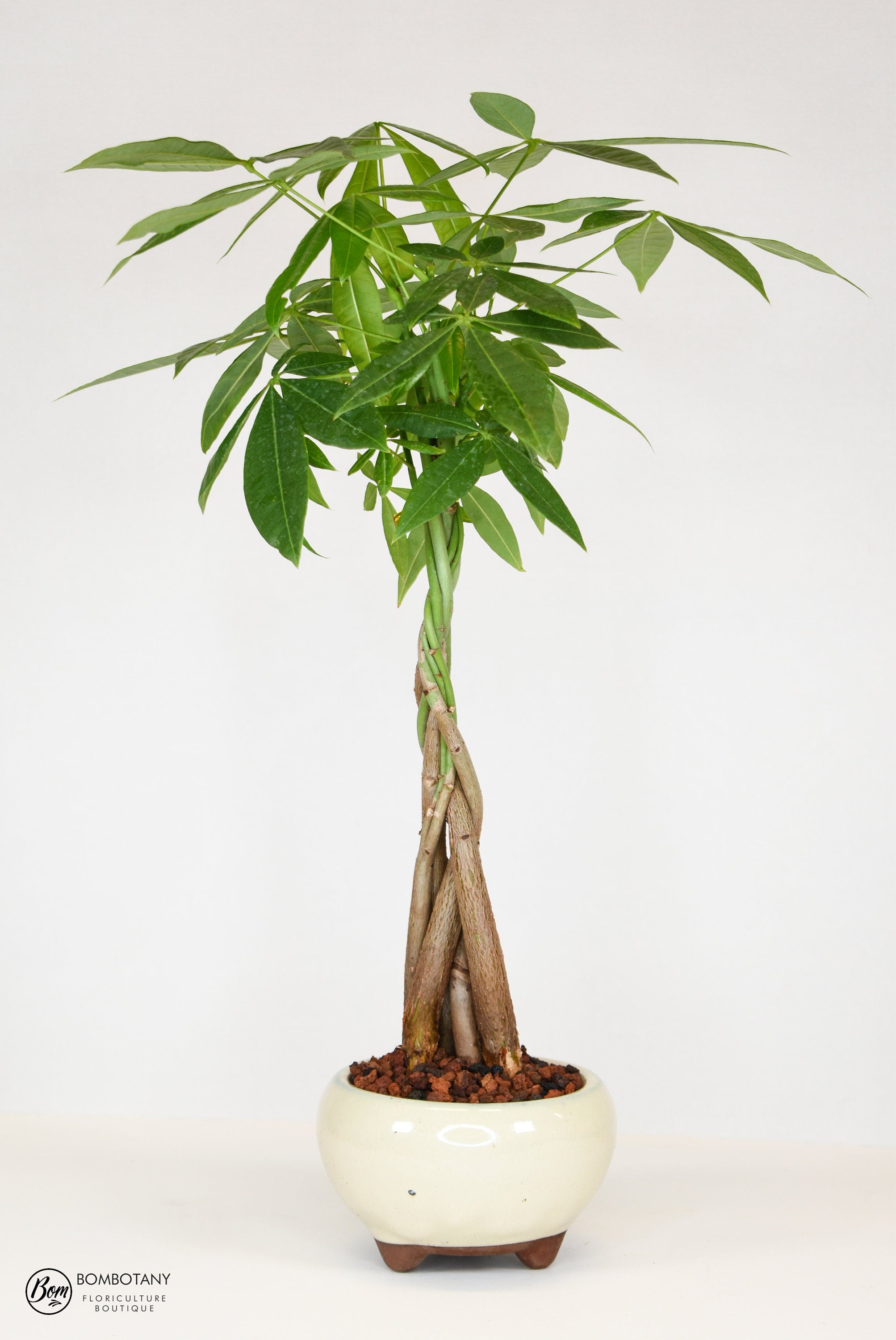 Money Tree Bonsai (Pachira Aquatica) in 5" Glazed Ceramic