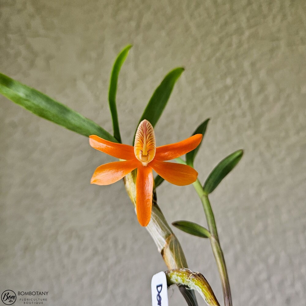 Fragrant Species Dendrobium unicum