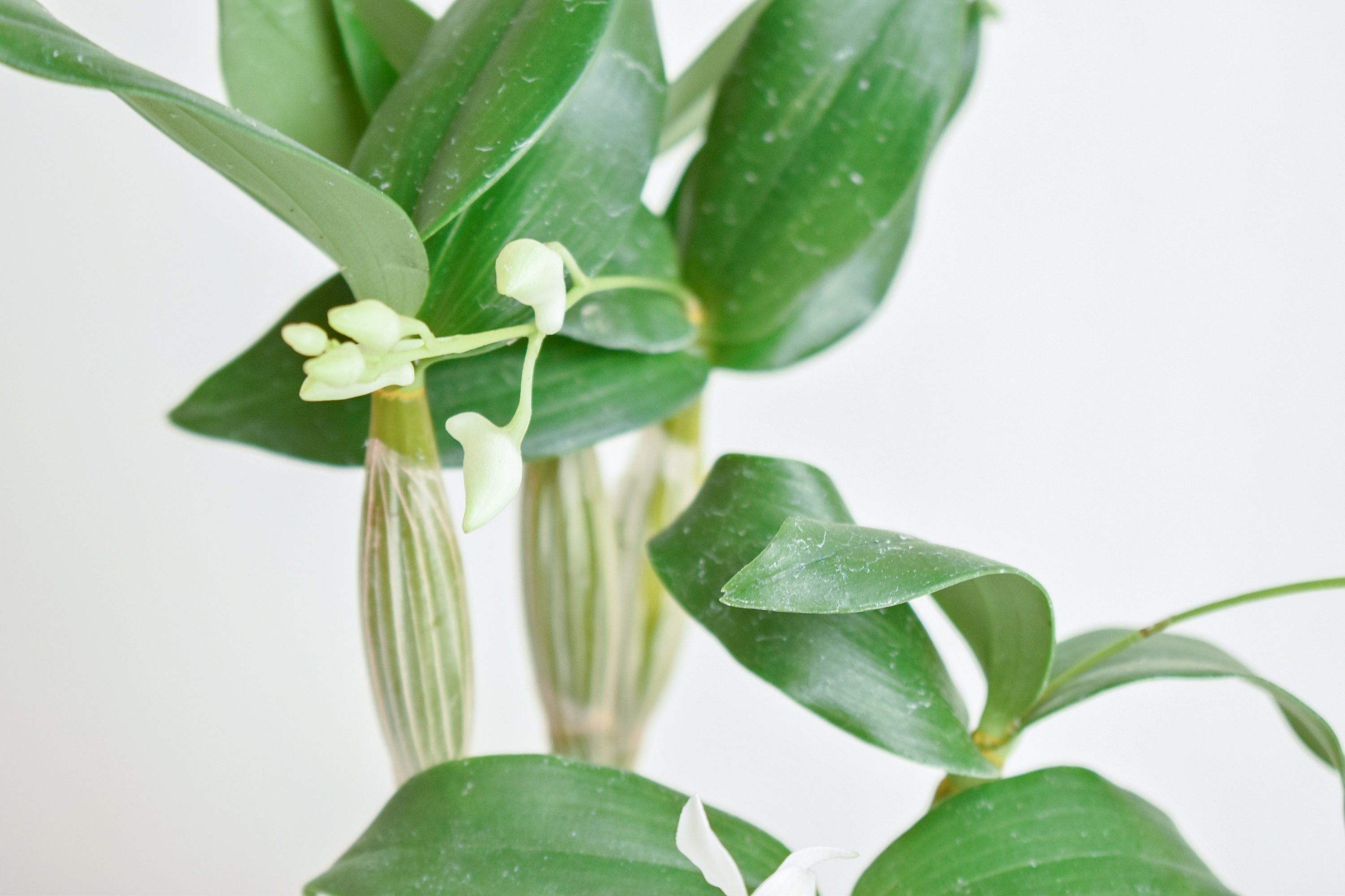 Fragrant Dendrobium Little Norman IN SPIKE