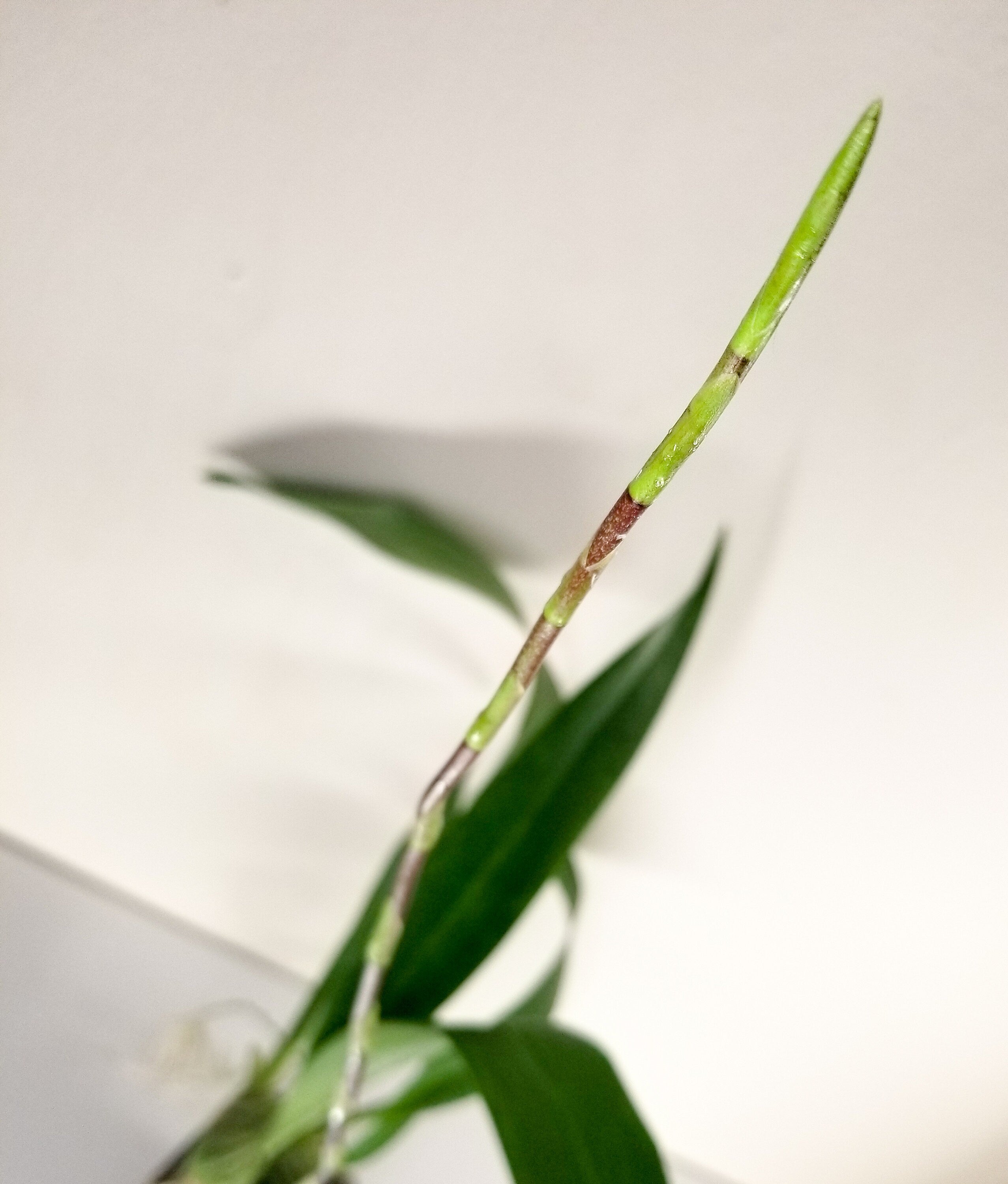 Fragrant Oncidium Aka Baby 'Raspberry Chocolate' IN SPIKE