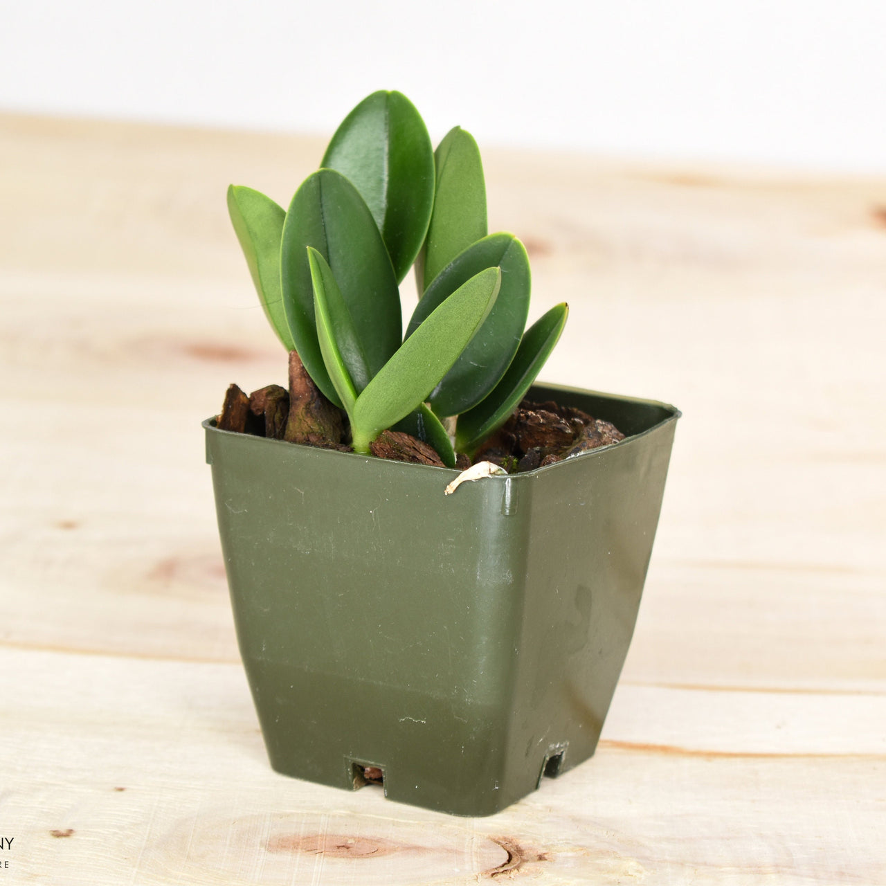 Starter Cattleya Love Knot 'Carmela Blue'