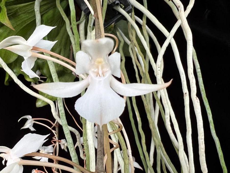 Fragrant Aerangis kotschyana