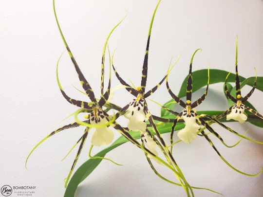 Fragrant Spider type Odontobrassia Kenneth Bivin 'Santa Barbara' IN SPIKE