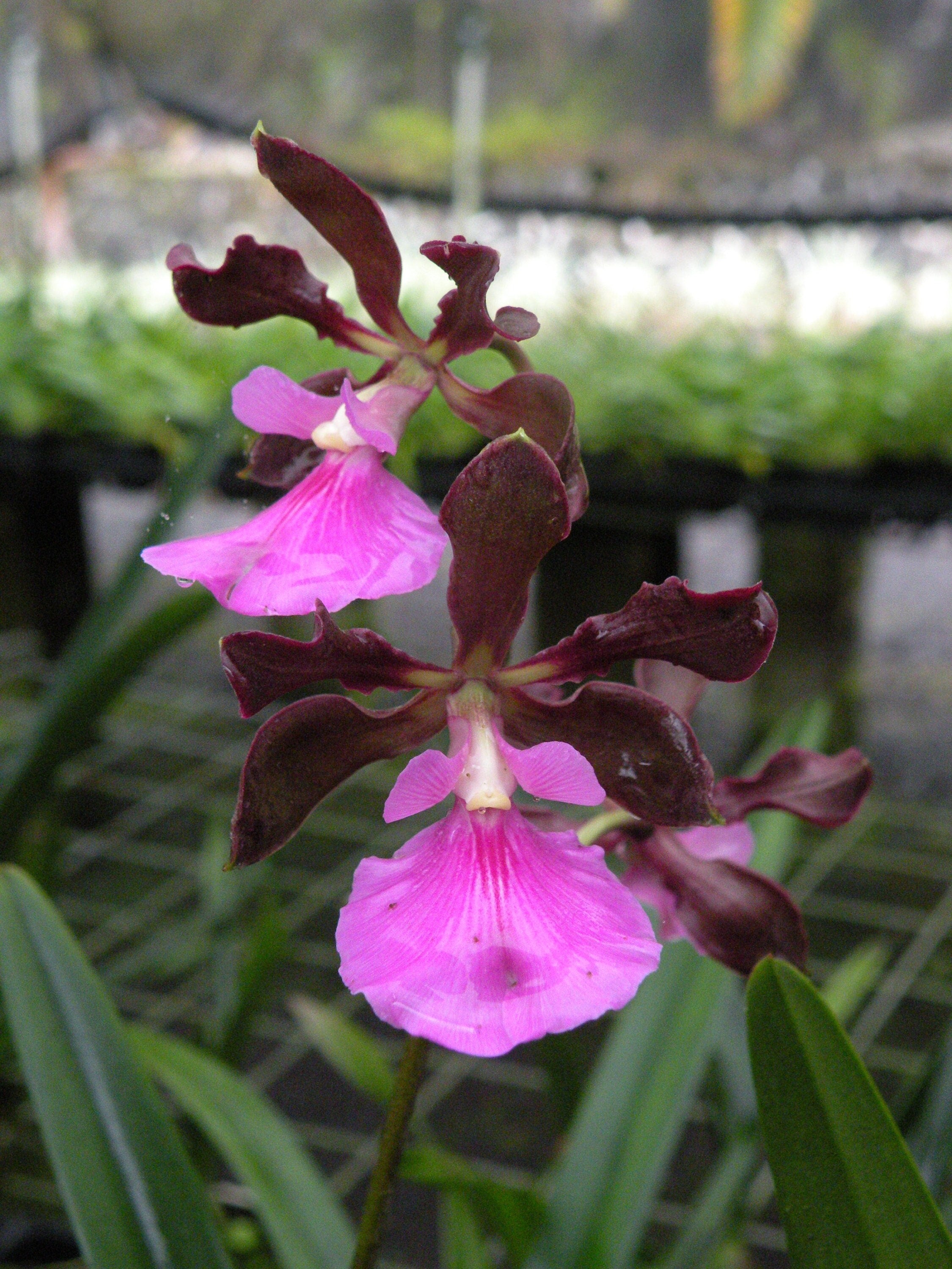 Fragrant Encyclia Nursery Rhyme 'Genesis'