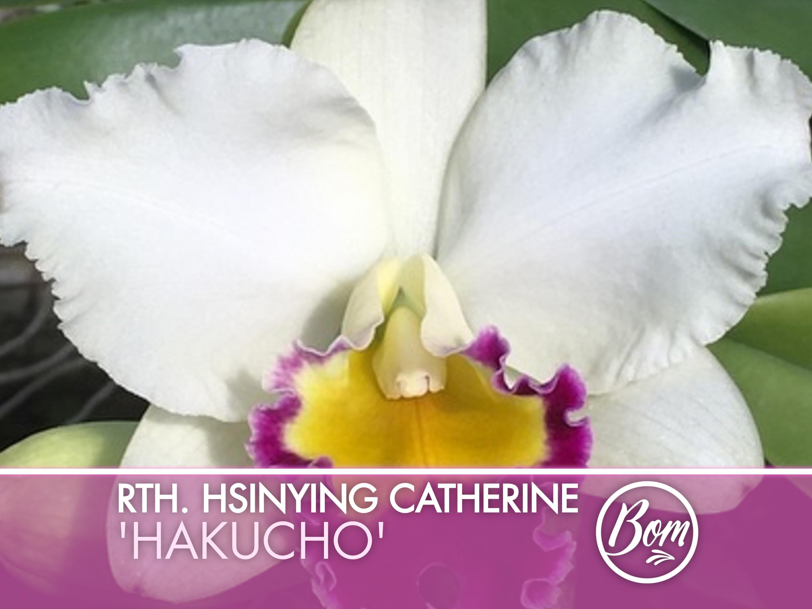 Starter Rhyncattleanthe Hsinying Catherine 'Hakucho'