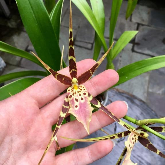 Variegated Spider Type Miltassia Shelob 'Okika'