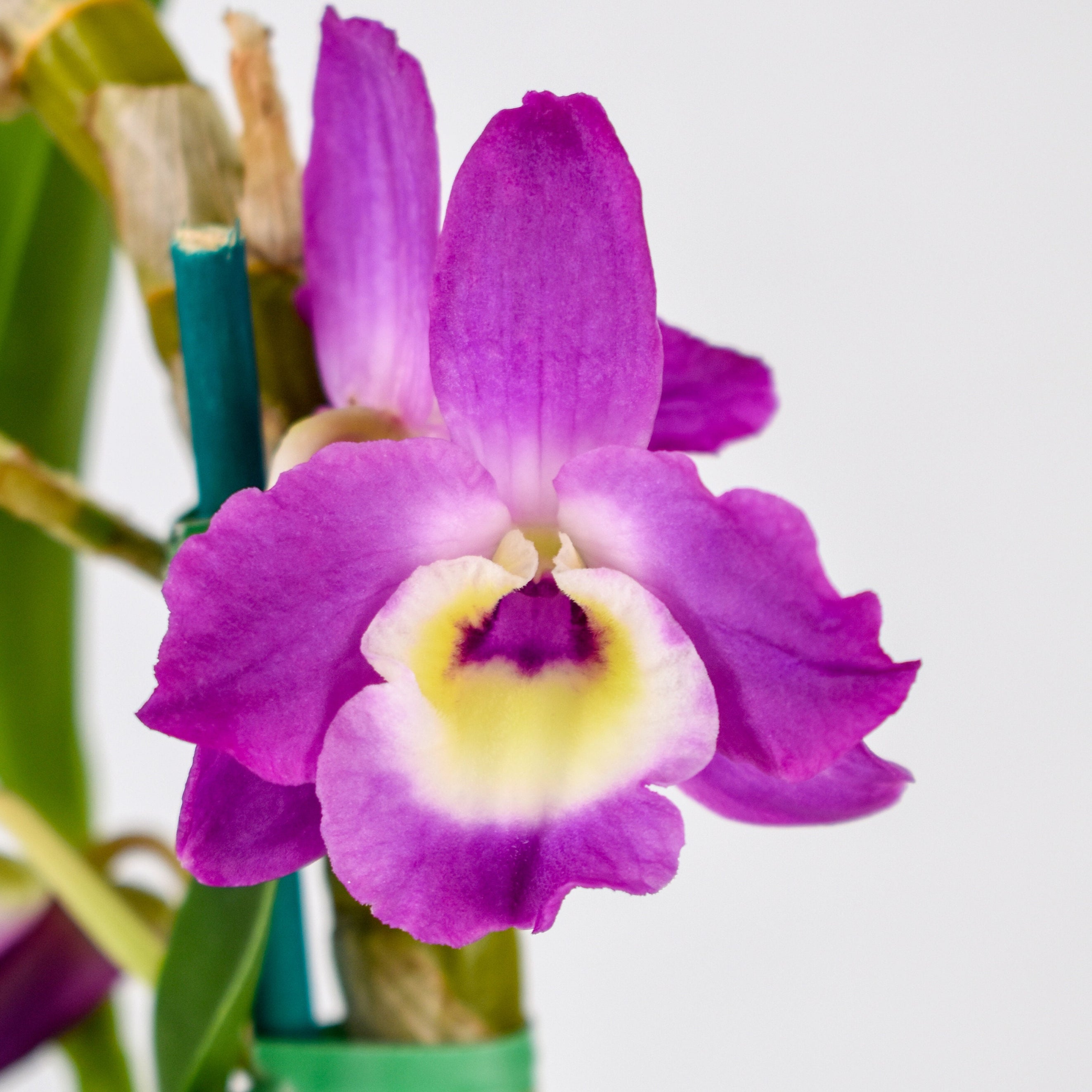 Fragrant Dendrobium Country Girl 'Warabeuta'