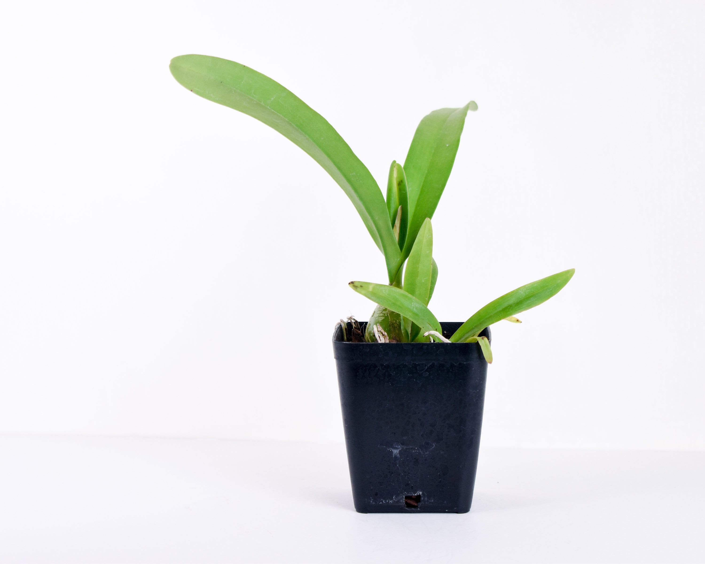 Fragrant Starter Encyclia Nursery Rhyme 'Genesis'