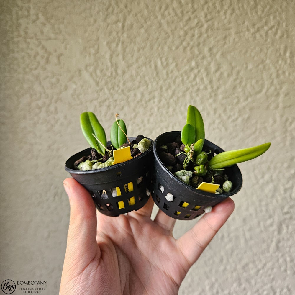 Mini Bulbophyllum tingabarinum forma flavum